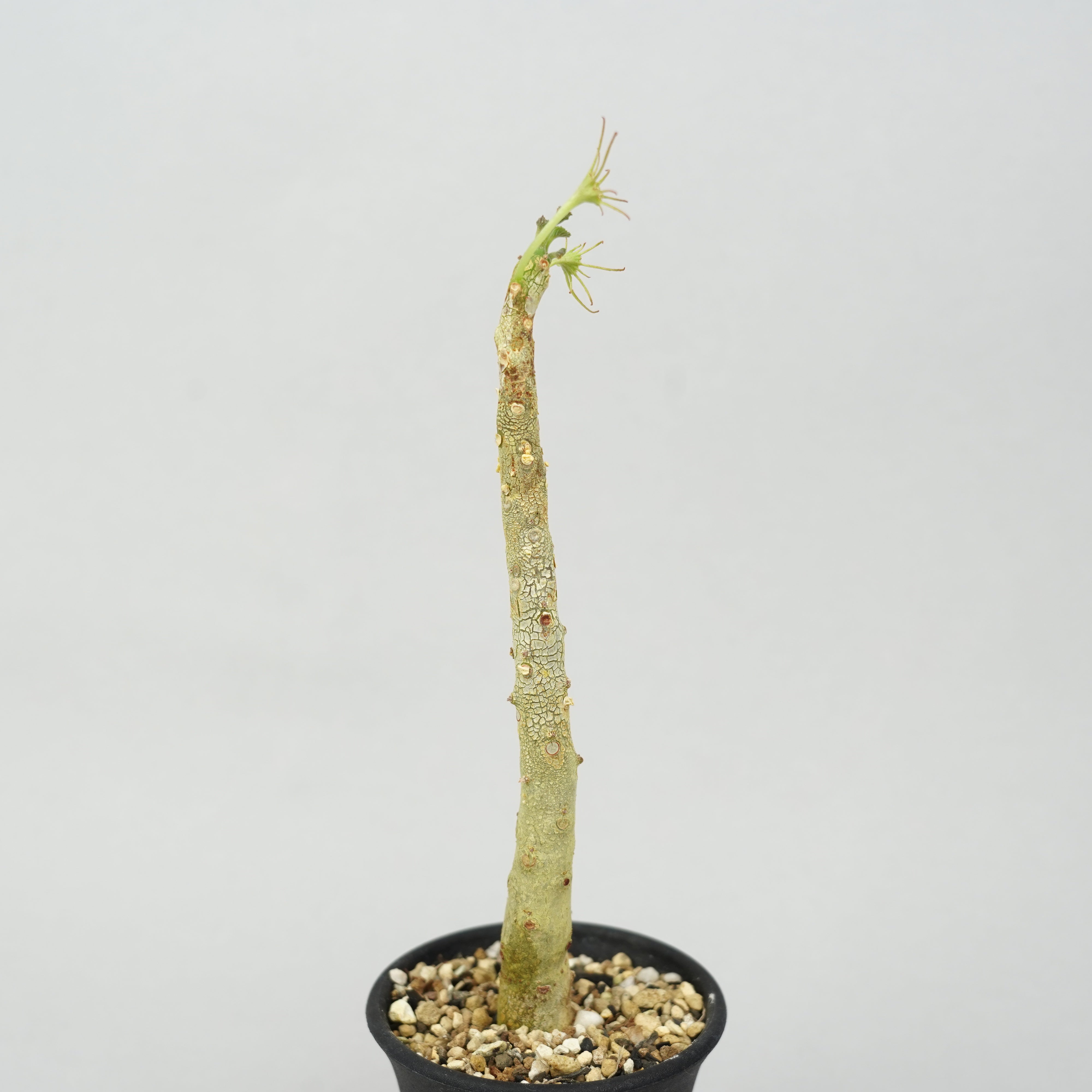 ドルステニア・ジプソフィラ「Dorstenia Gypsophila」/DL0271 – Hachi-8