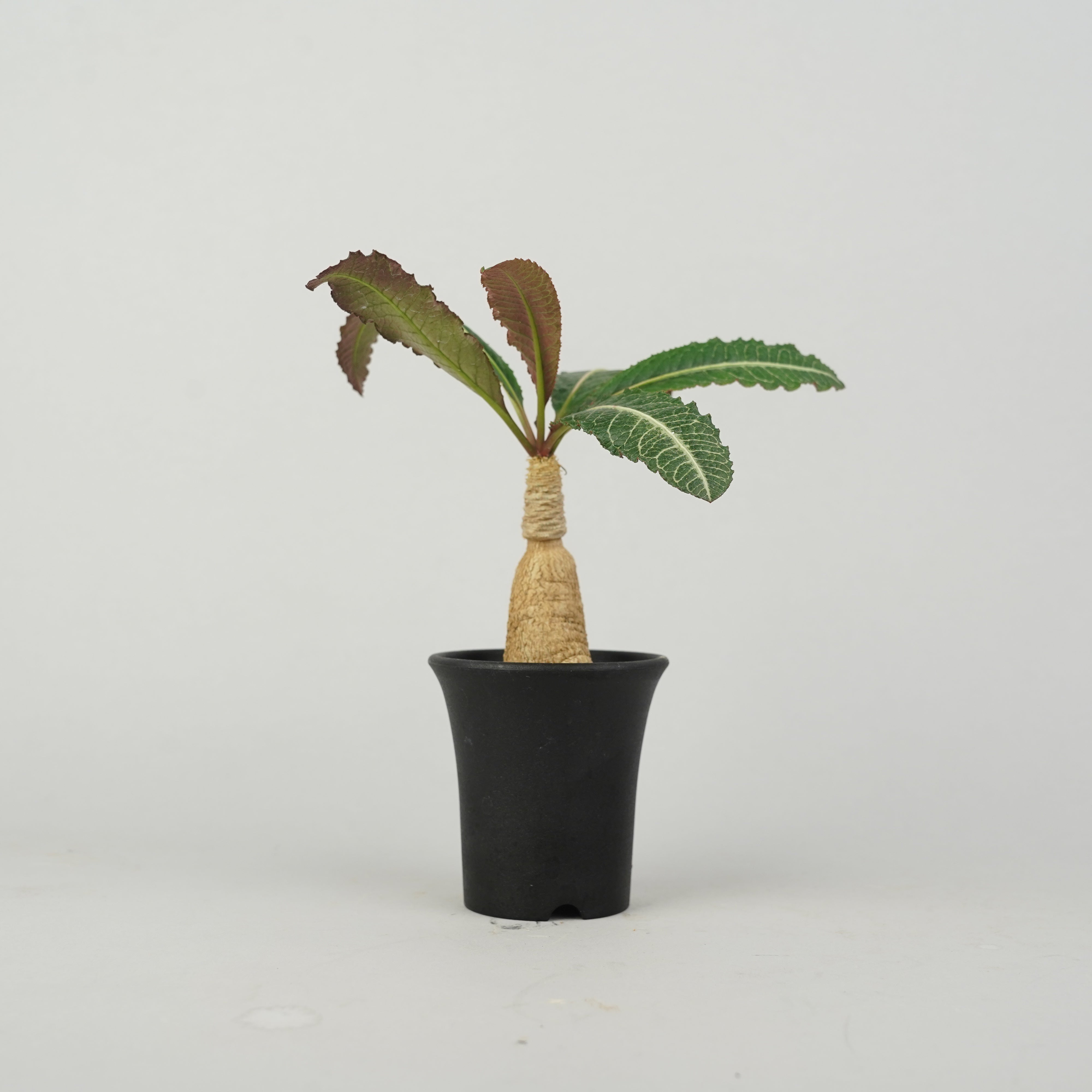 植物/ユーフォルビア/その他のユーフォルビア – – Hachi-8