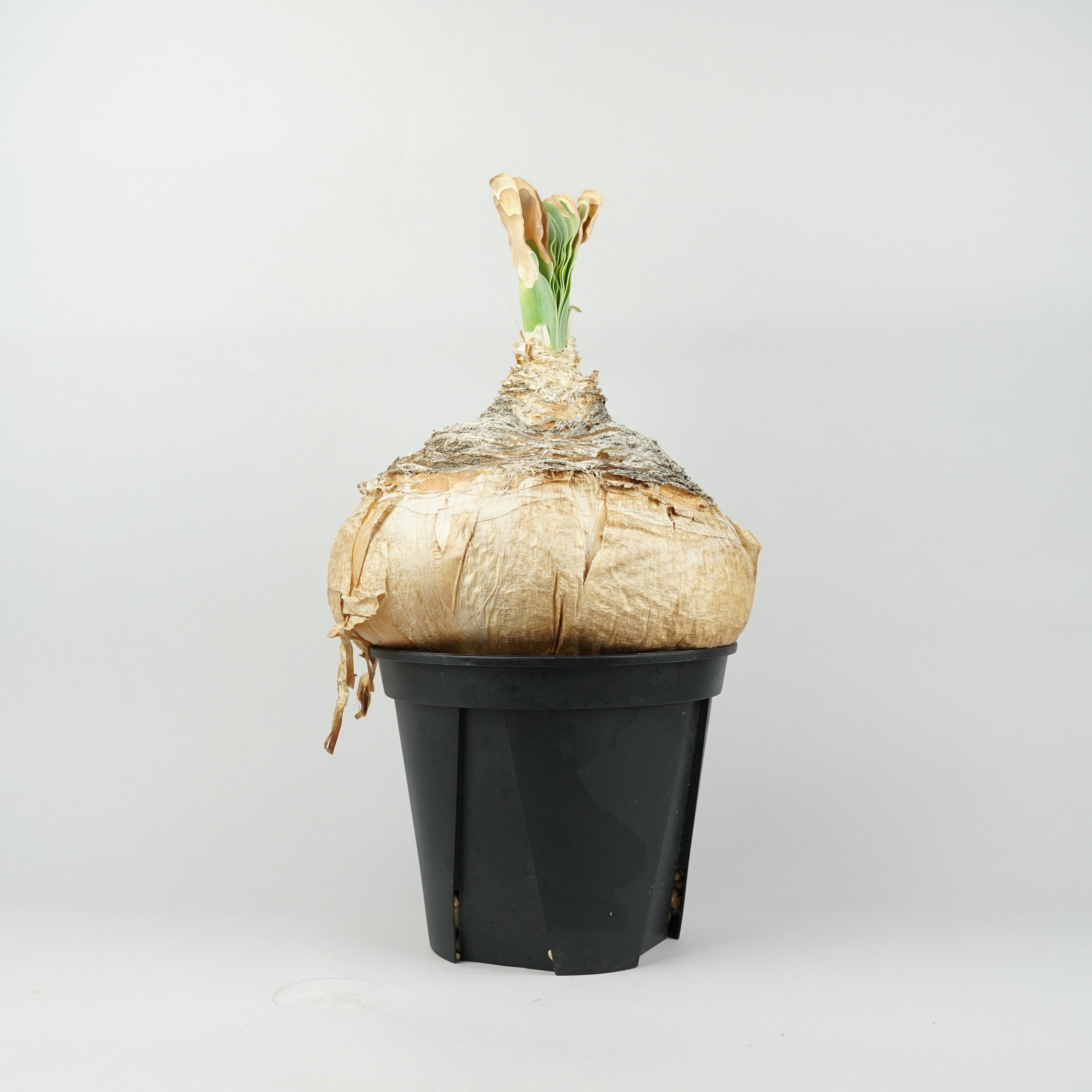 kazuyuke2776さん専用ハエマンソイデス ブーファン ブーファン – Hachi-8