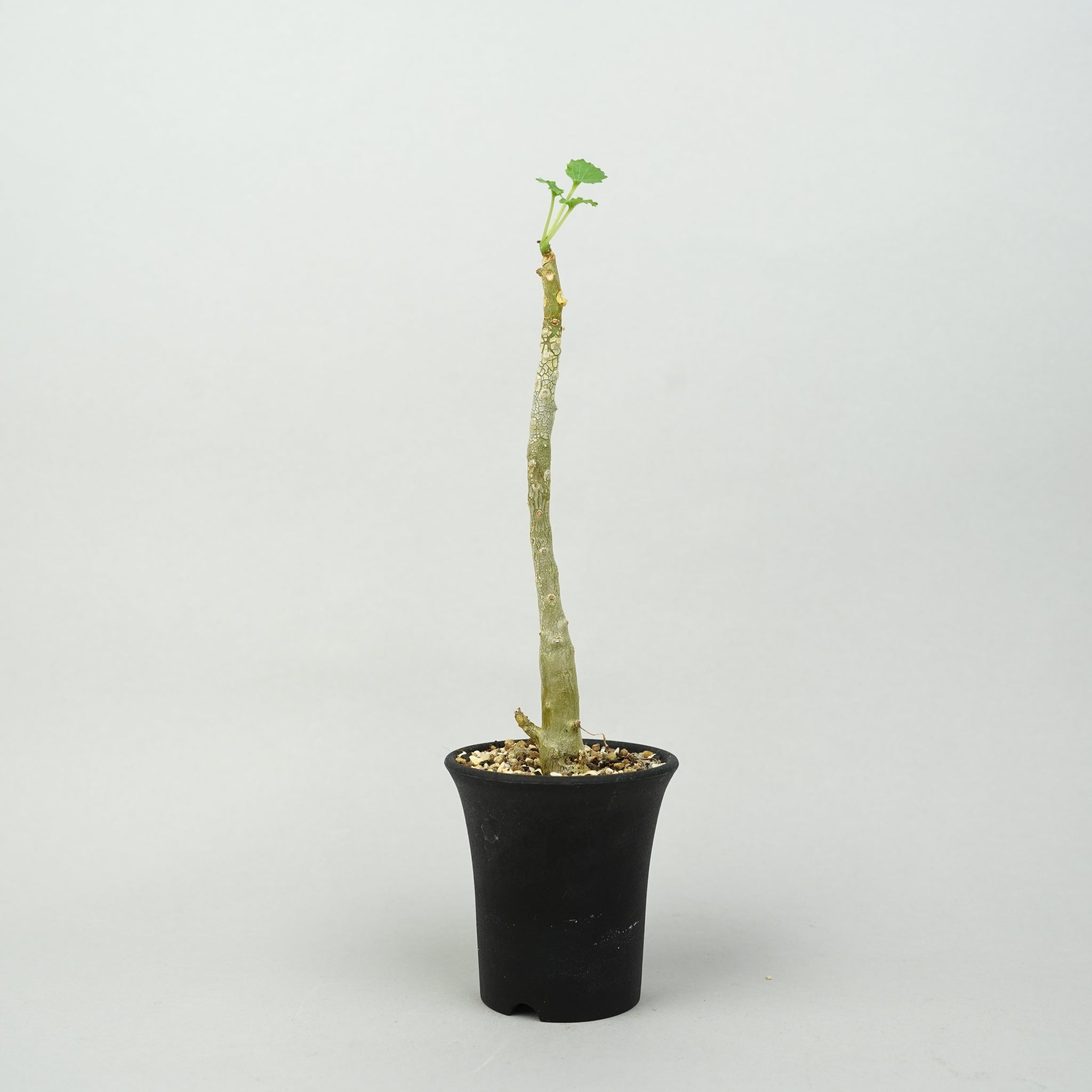 ドルステニア・ジプソフィラ「Dorstenia Gypsophila」/DL0267 – Hachi-8