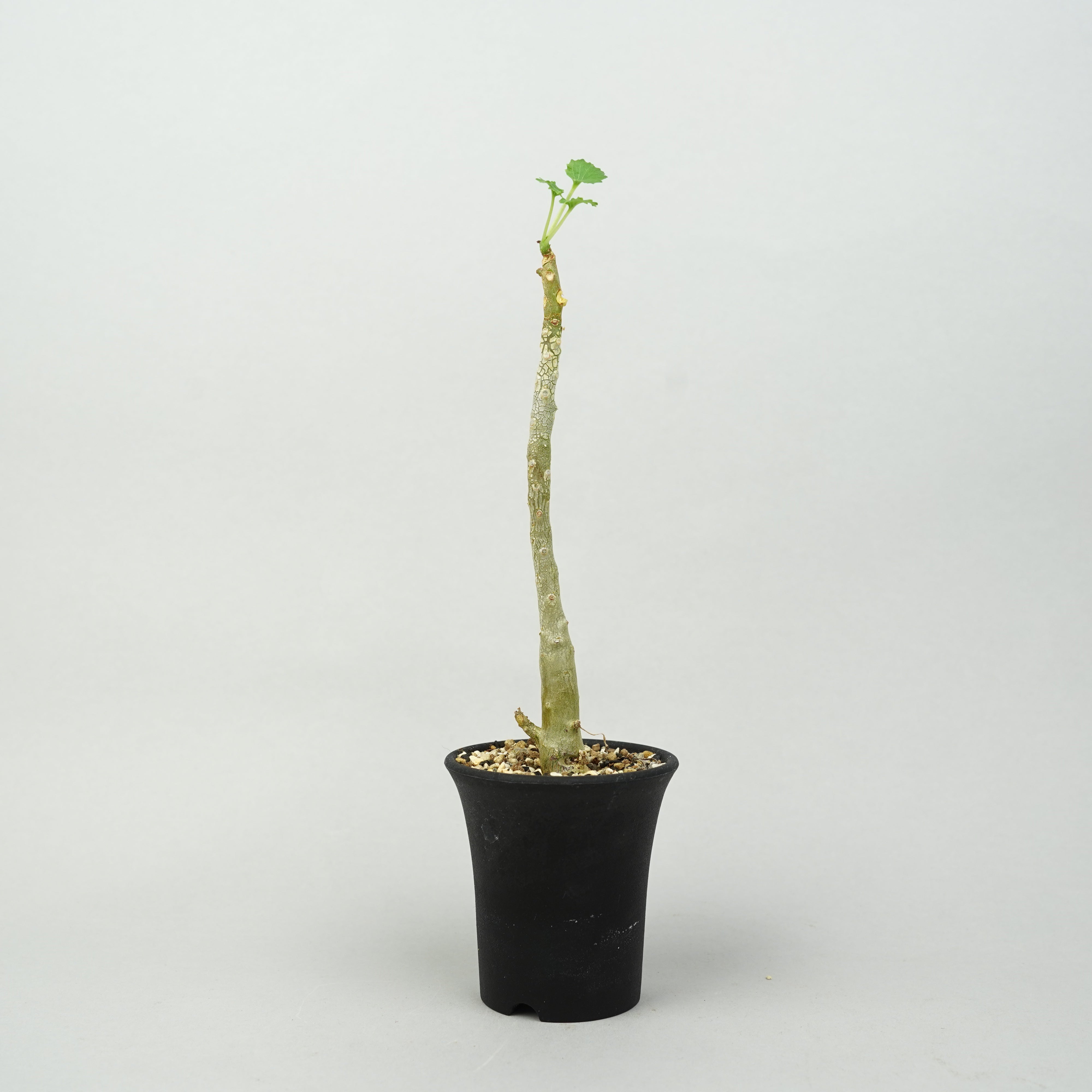 ドルステニア・ジプソフィラ「Dorstenia Gypsophila」/DL0267 – Hachi-8