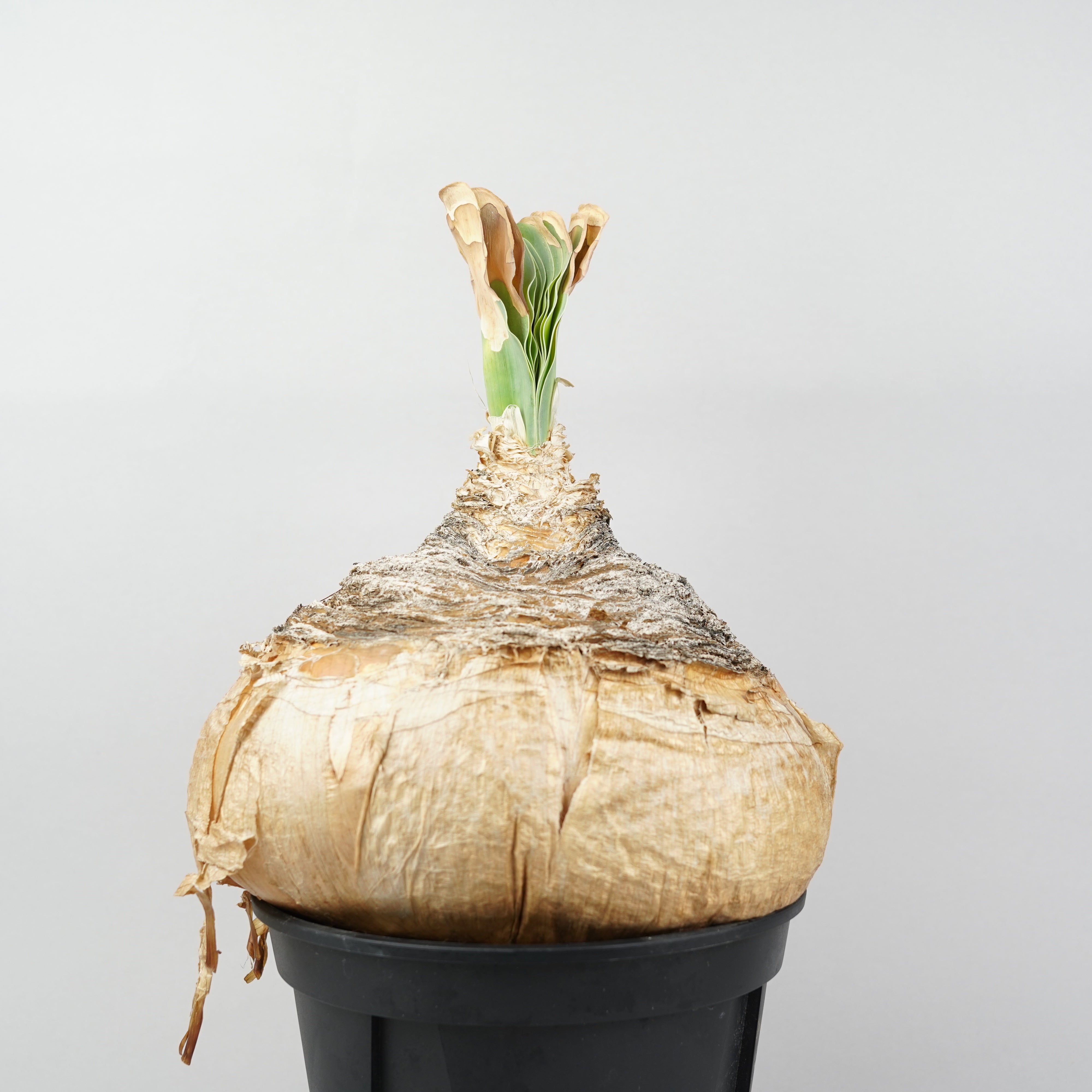 ブーファン ハエマンソイデス 「Boophane haemanthoides」/ET1170