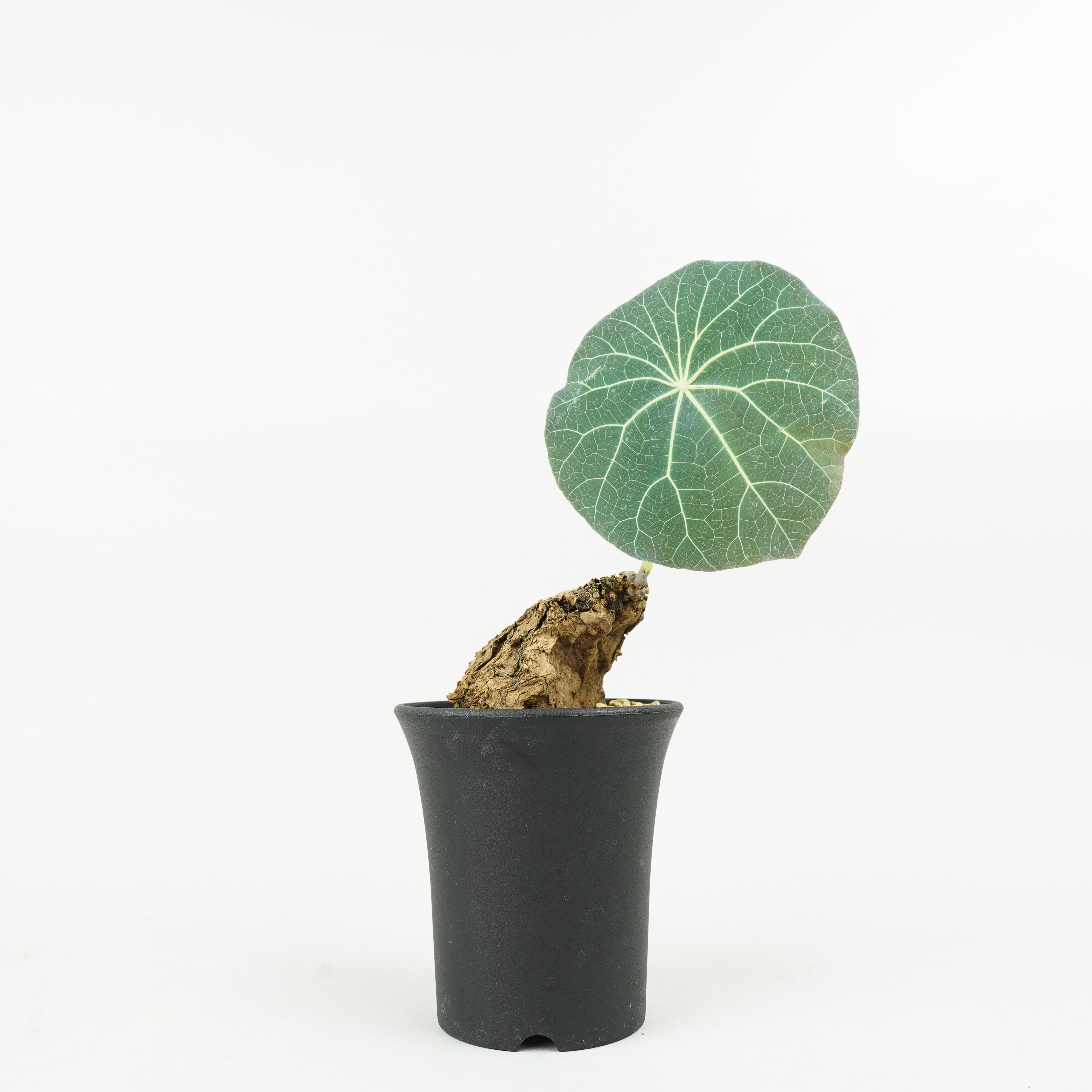 ステファニア カウィーサキー 「Stephania Kaweesakii 」/ST0040 – Hachi-8