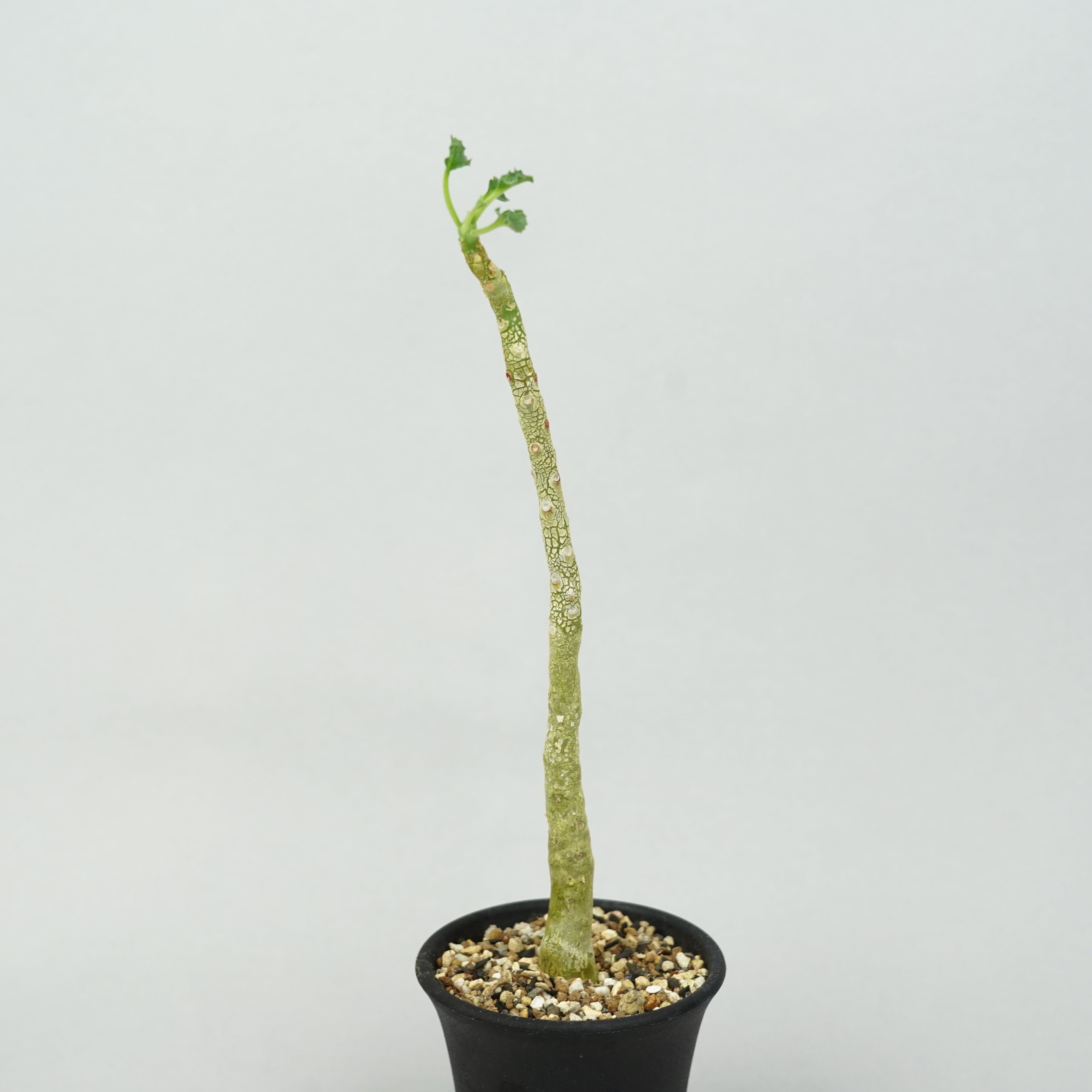 ドルステニア・ジプソフィラ「Dorstenia Gypsophila」/DL0262 – Hachi-8