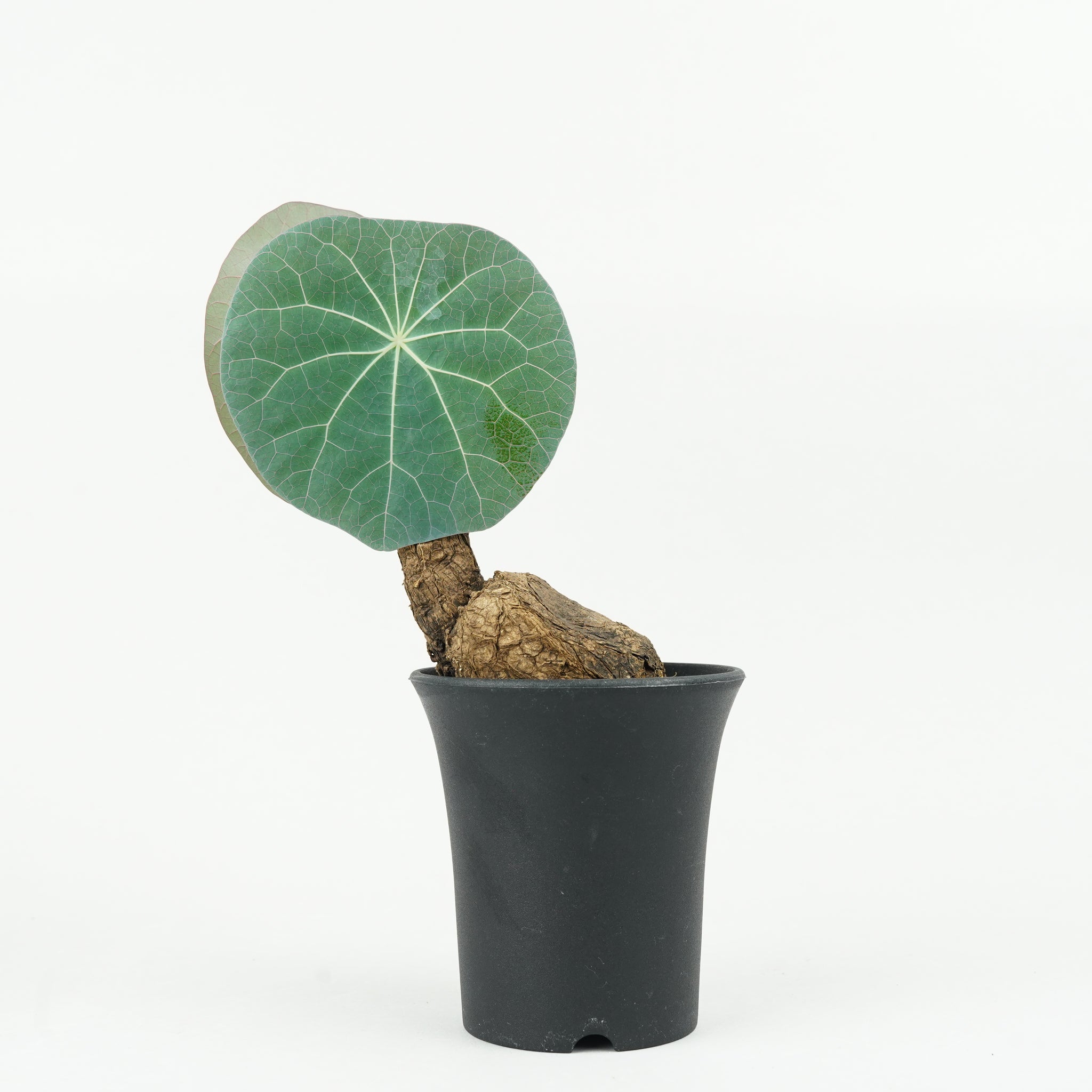 【大株・美株】ステファニア カウィーサキー ステファニア カウィーサキー | mana's green:塊根植物販売|マナ