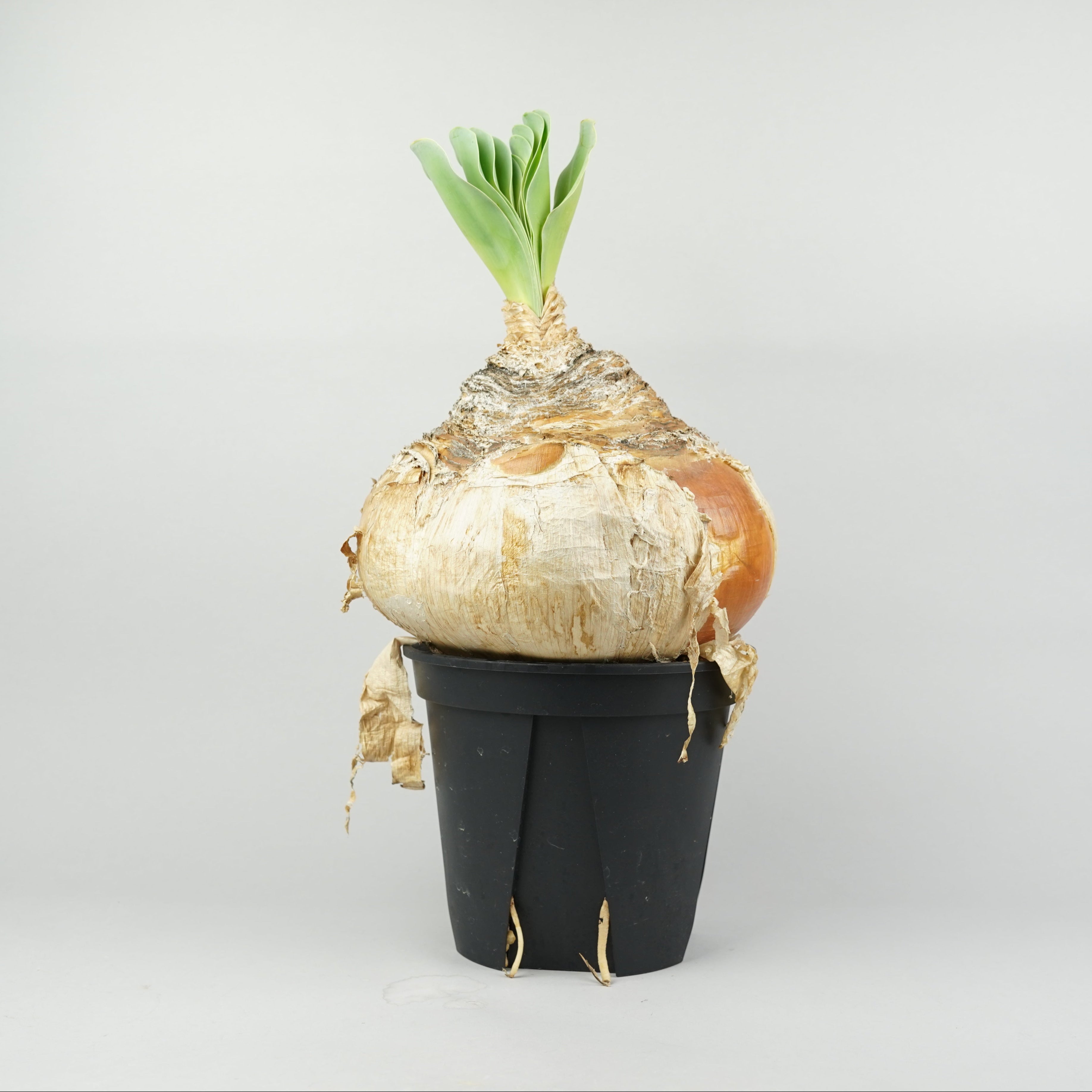 植物/冬型植物/ブーファン – Hachi-8