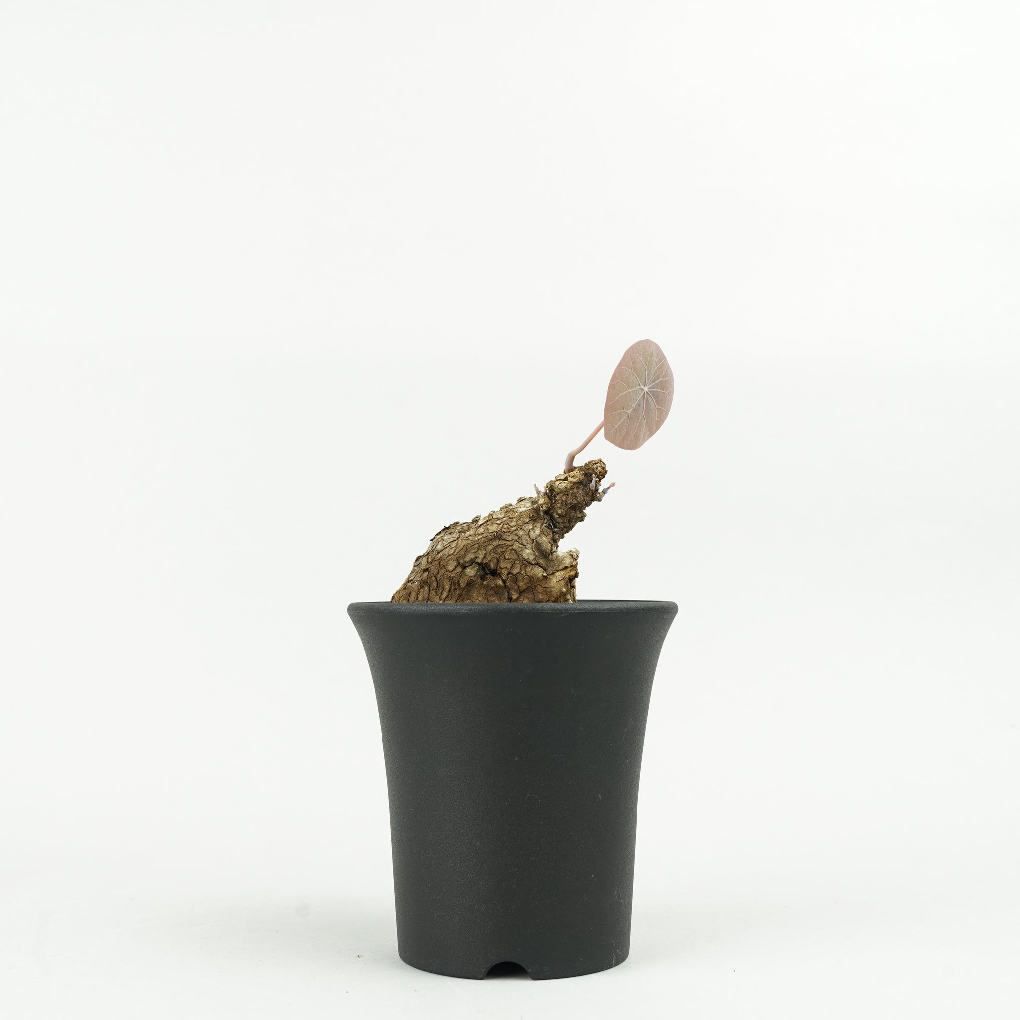 【大株・美株】ステファニア カウィーサキー ステファニア カウィーサキー | mana's green:塊根植物販売|マナ