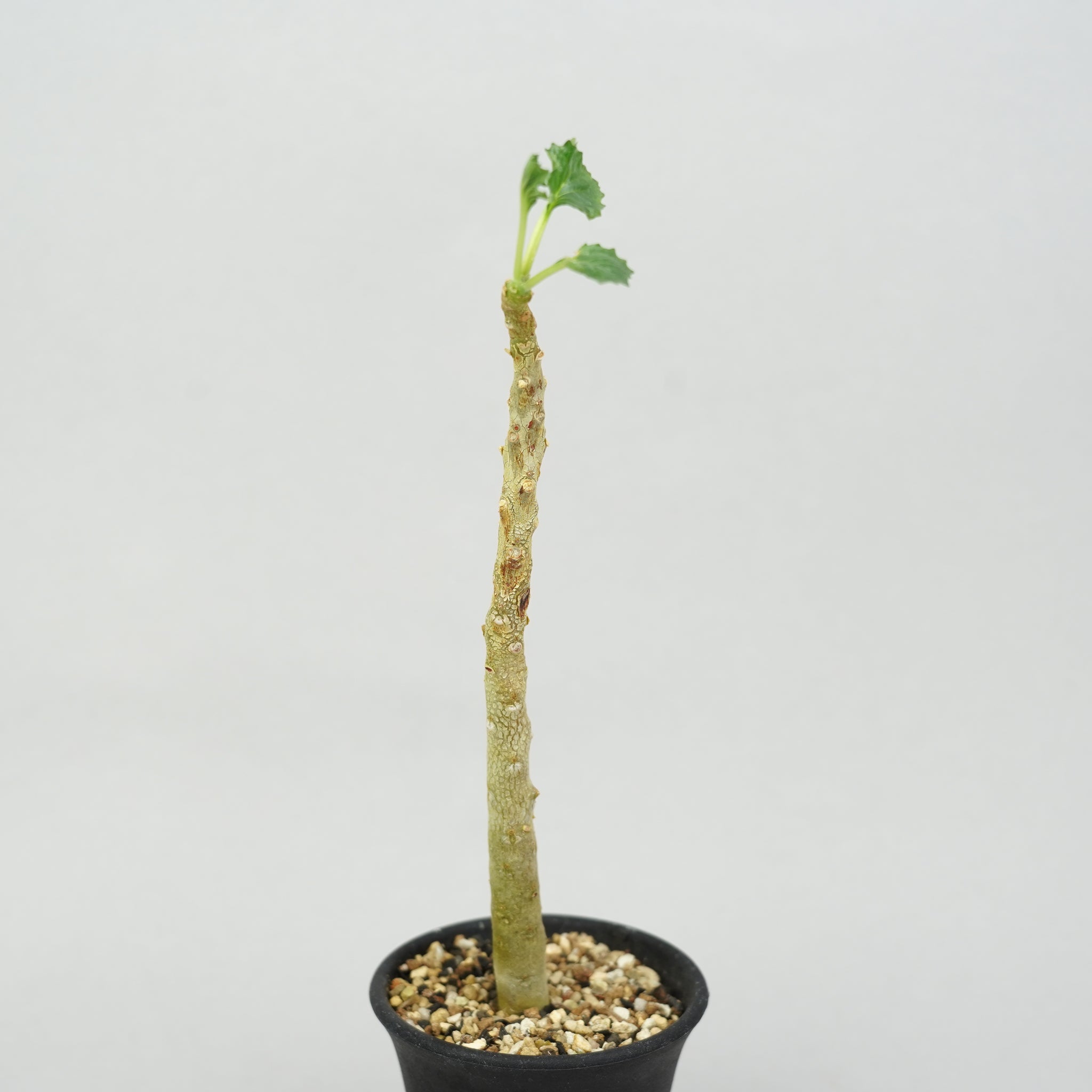 ドルステニア　ジプソフィラ　変態株 ドルステニア・ジプソフィラ「Dorstenia Gypsophila」/DL0269 – Hachi-8
