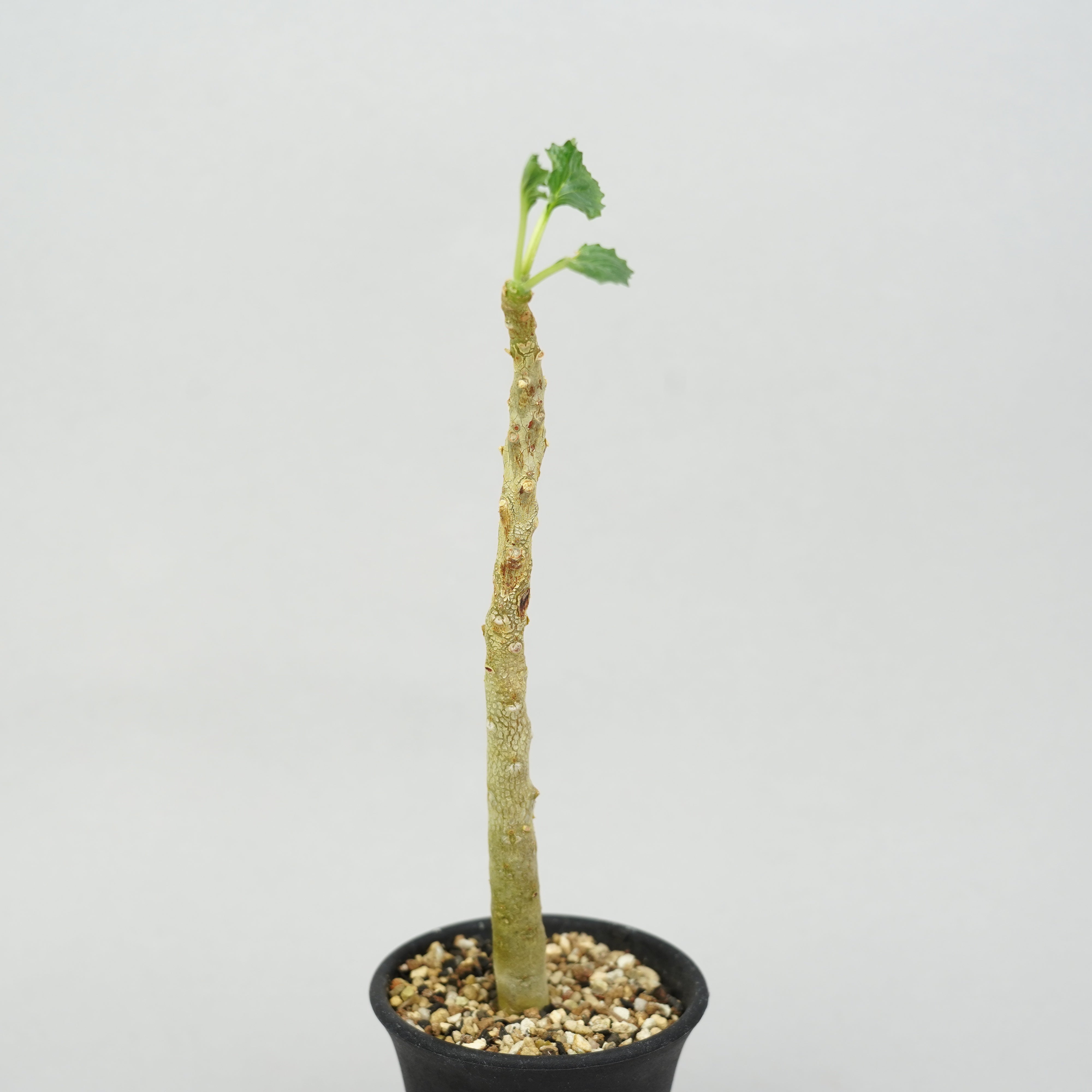 ドリステニア　ジプソフィラ ドルステニア・ジプソフィラ「Dorstenia Gypsophila」/DL0269 – Hachi-8