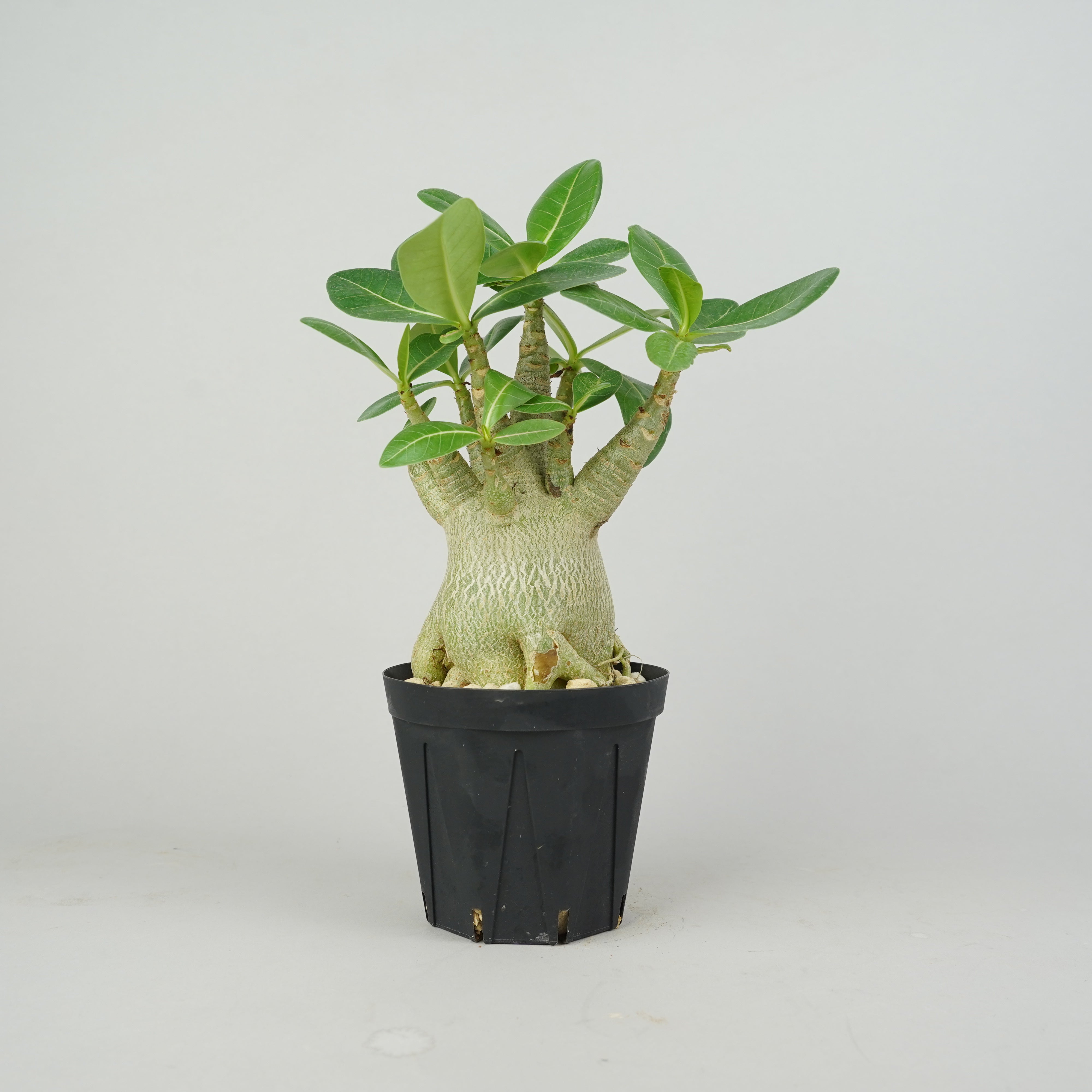 商品一覧/新着植物 – Hachi-8