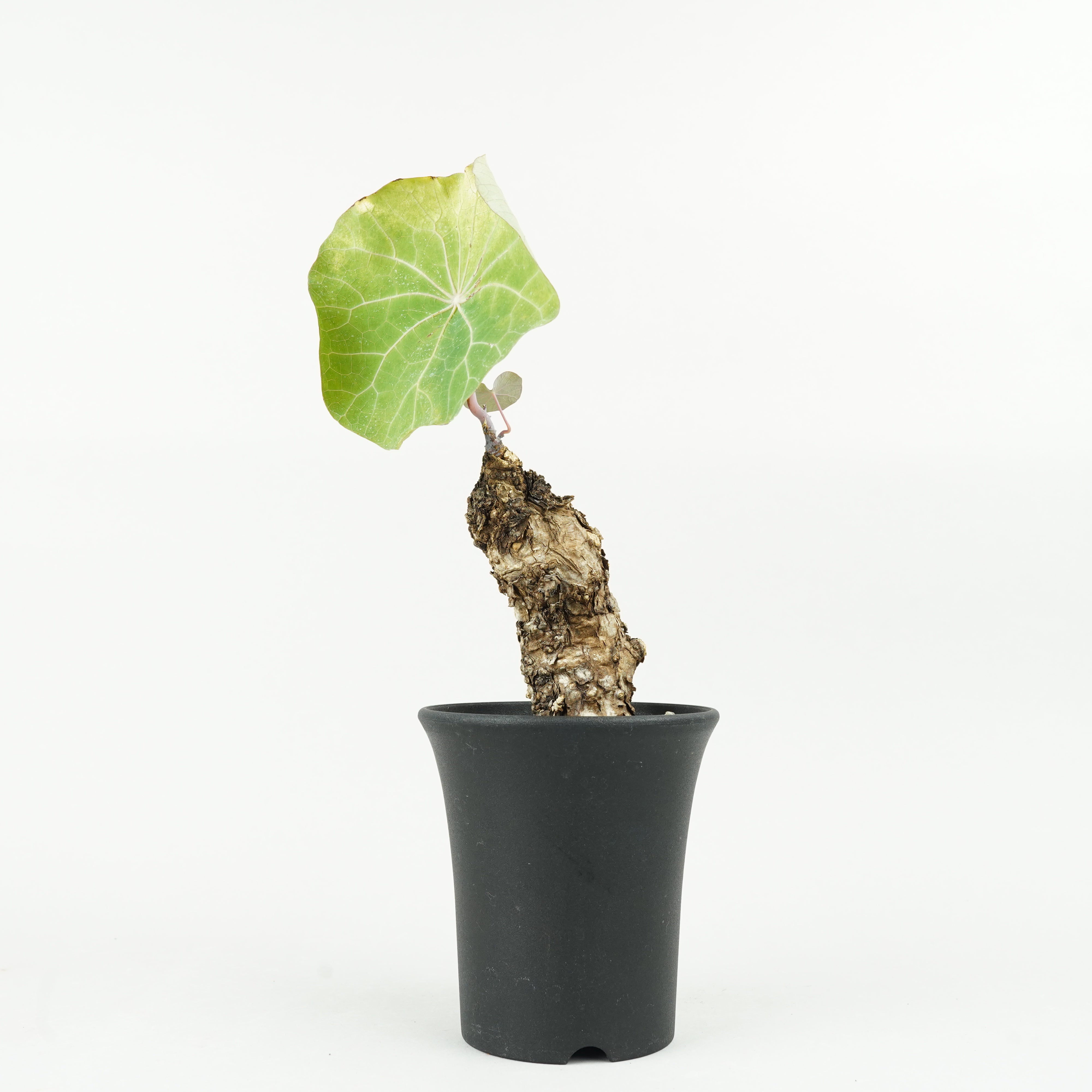 植物/ステファニア – Hachi-8