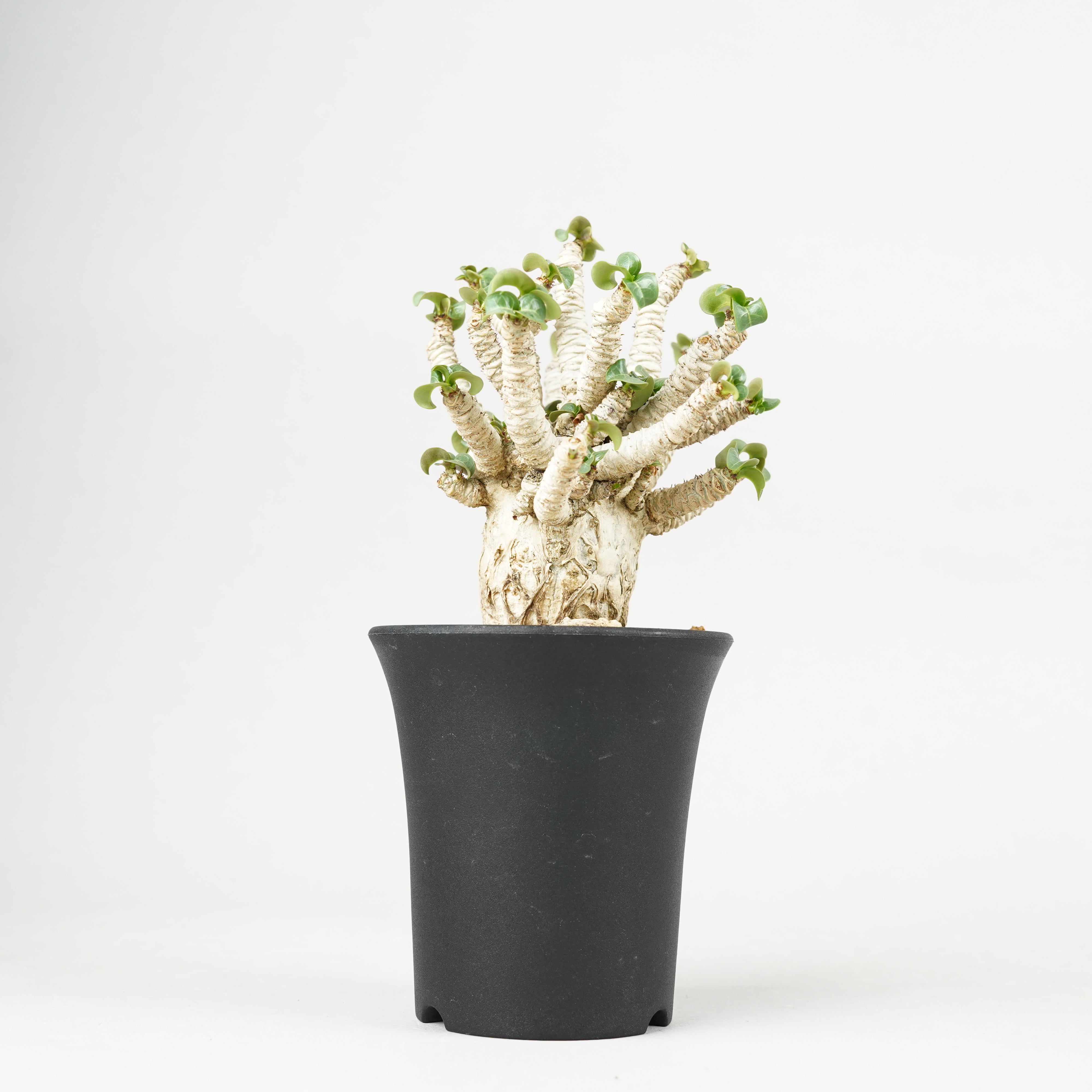 植物/D.H.A(獅子葉) – Hachi-8