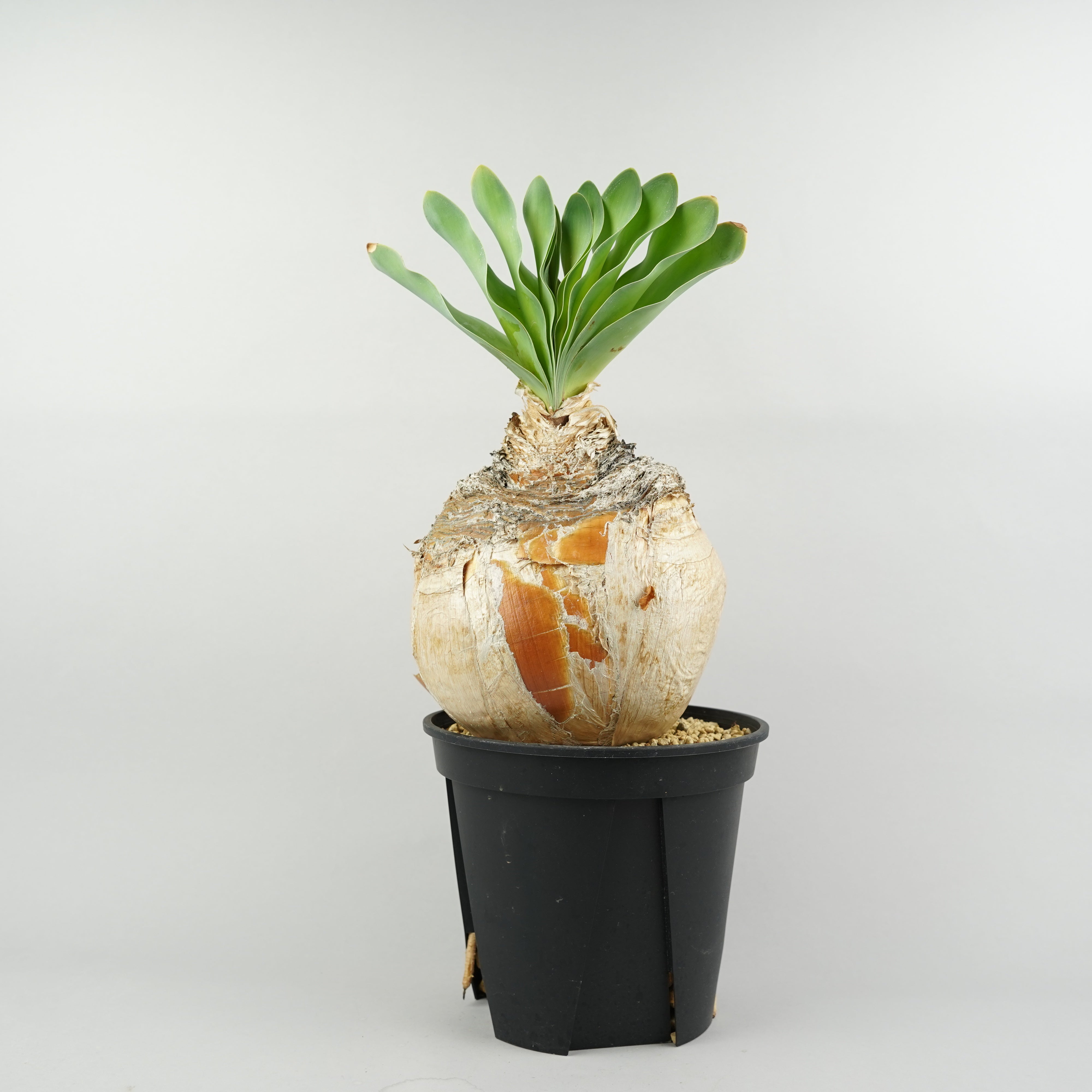 ブーファン　ハエマンソイデス　8 植物/ブーファン – Hachi-8