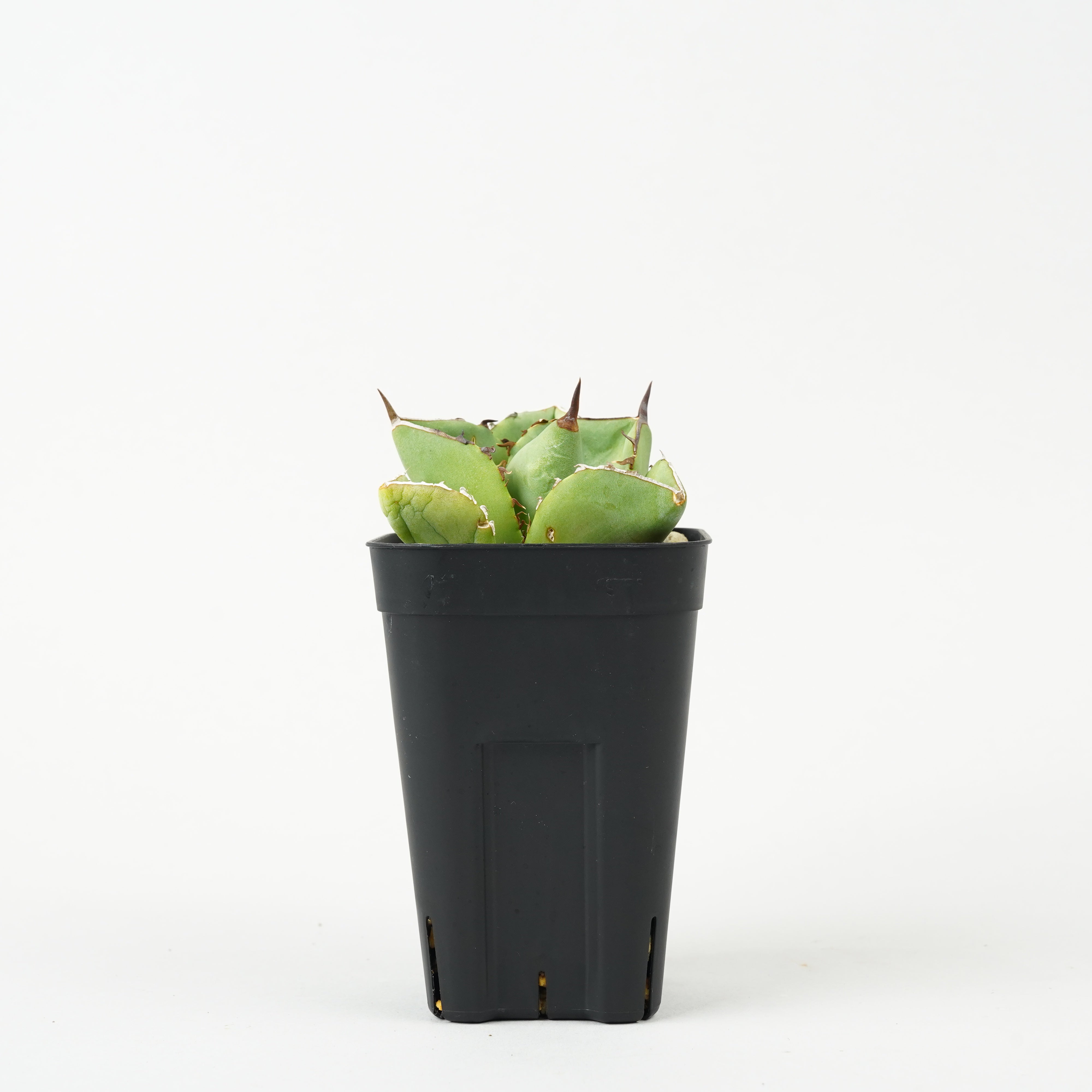 植物/アガベ/チタノタ – Hachi-8