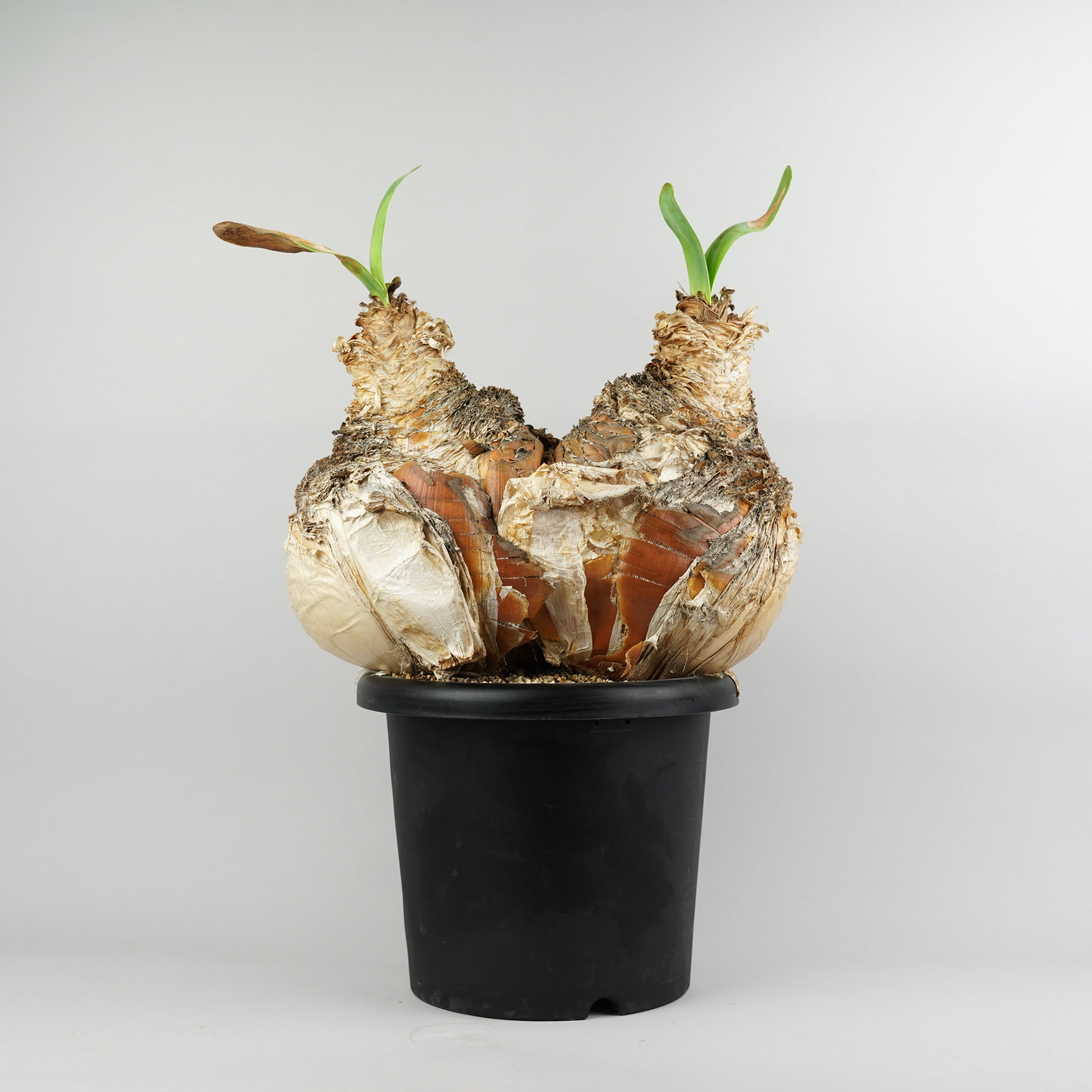 ブーファン – Hachi-8