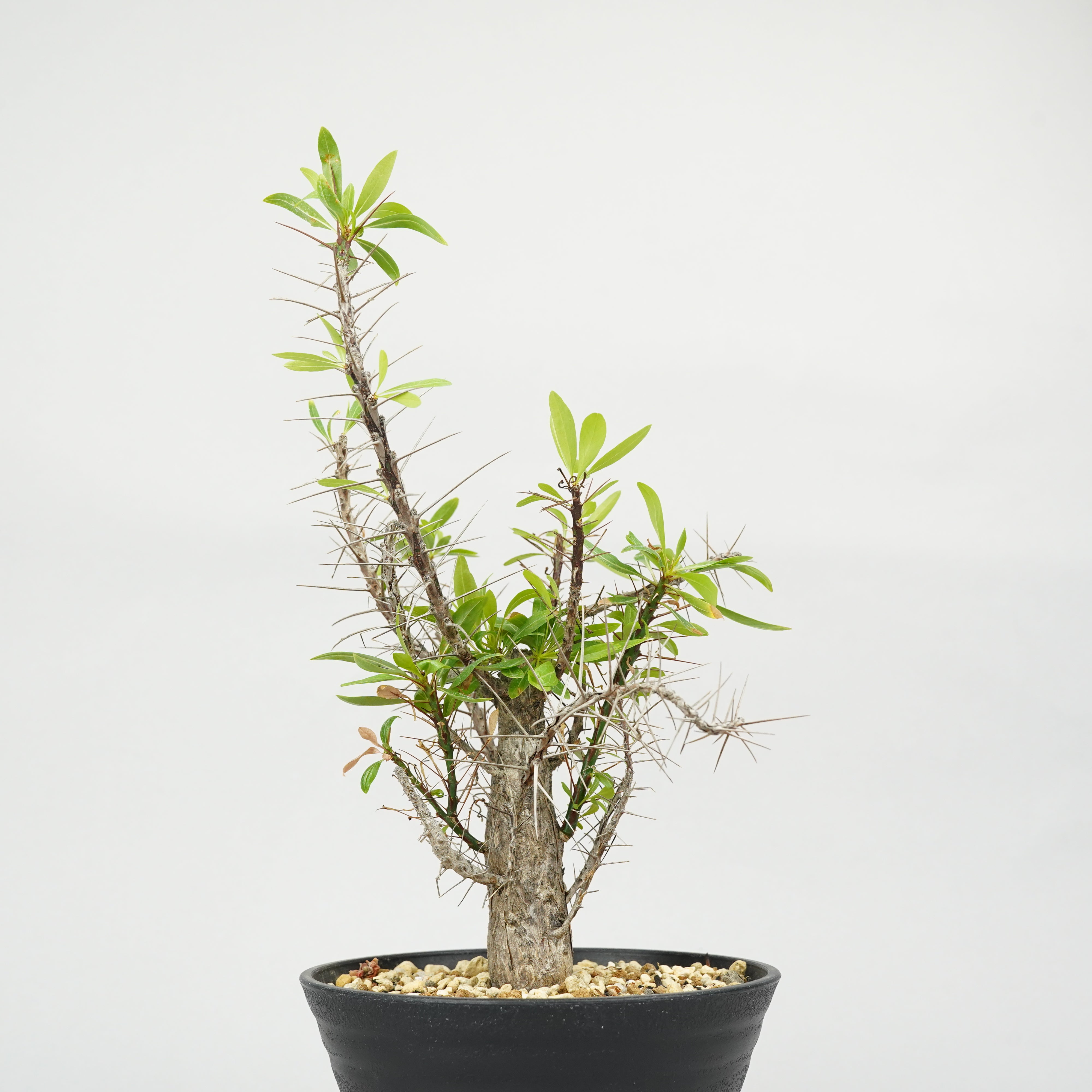 限定発売 フォークイエリア プルプシー　Fouquieria purpusii フォークイエリア・プルプシー「Fouquieria purpusii」 / ET0054 – Hachi-8