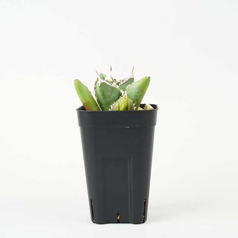 アガベ・チタノタ SAD「Agave titanota ‘South African Diamond’」/AG276