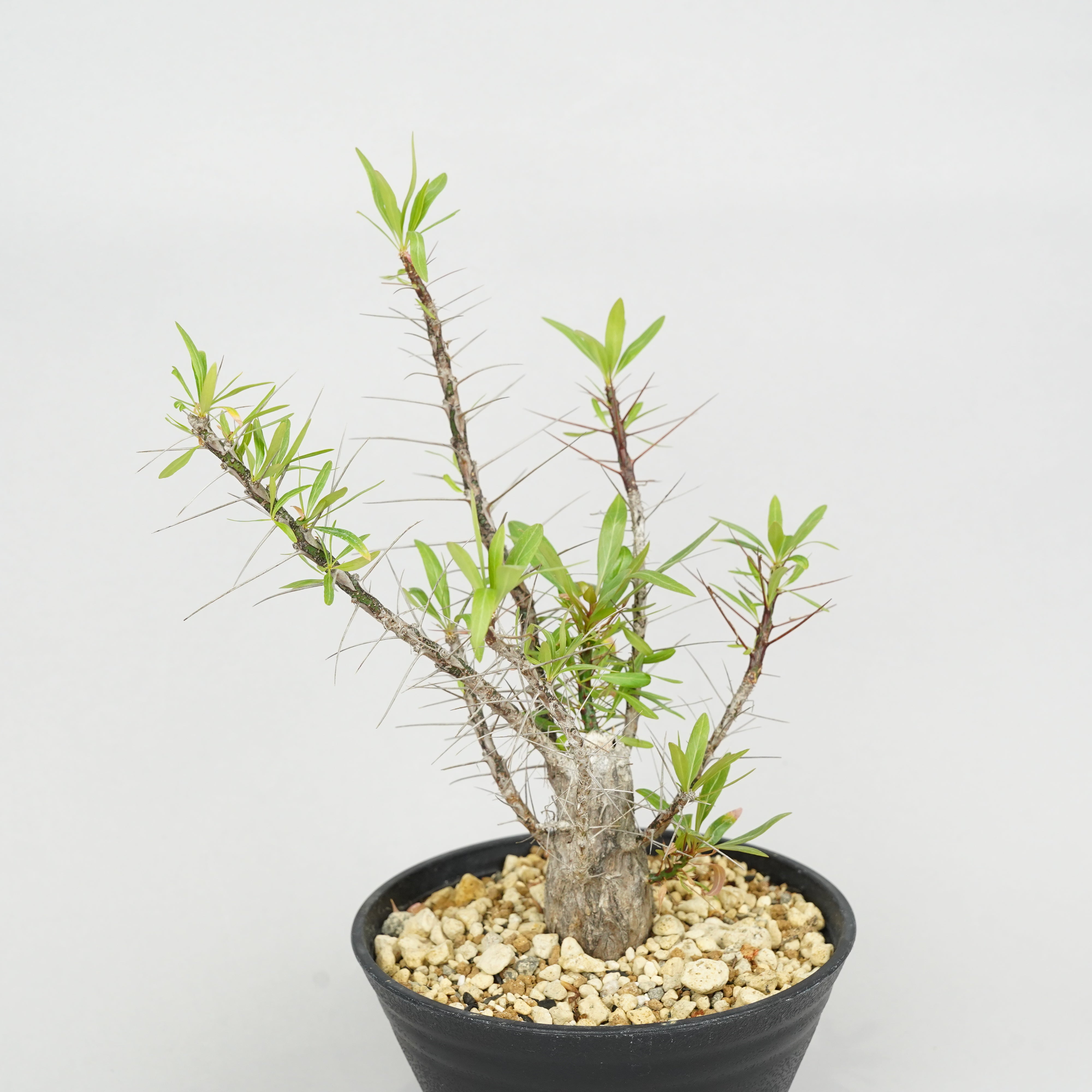 Fouquieria purpusii　　プルプシー　枝カット無し❗️ フォークイエリア・プルプシー「Fouquieria purpusii」 / ET0050 – Hachi-8