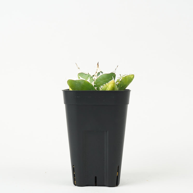 アガベ・チタノタ SAD「Agave titanota ‘South African Diamond’」/AG271