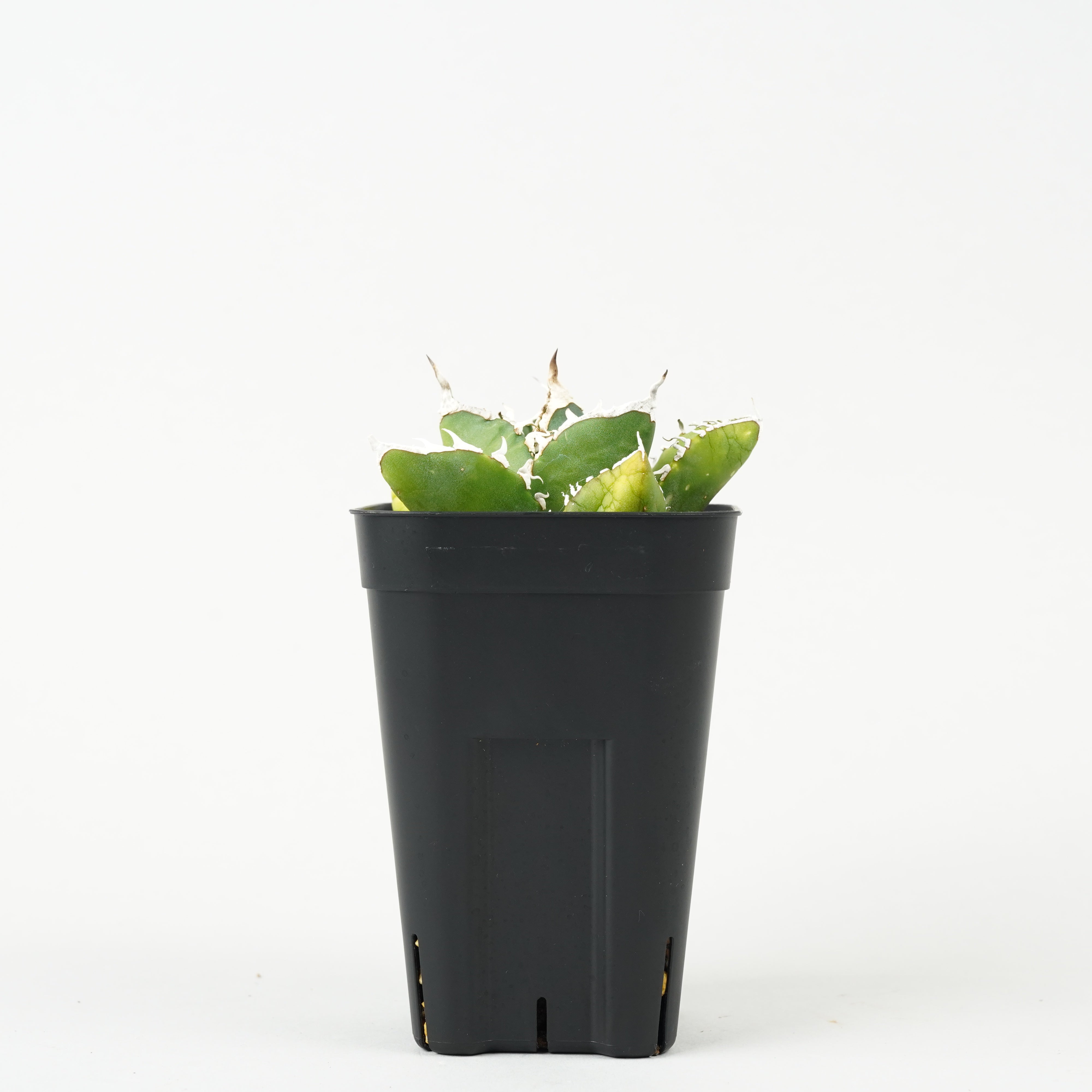 植物/アガベ/チタノタ – Hachi-8