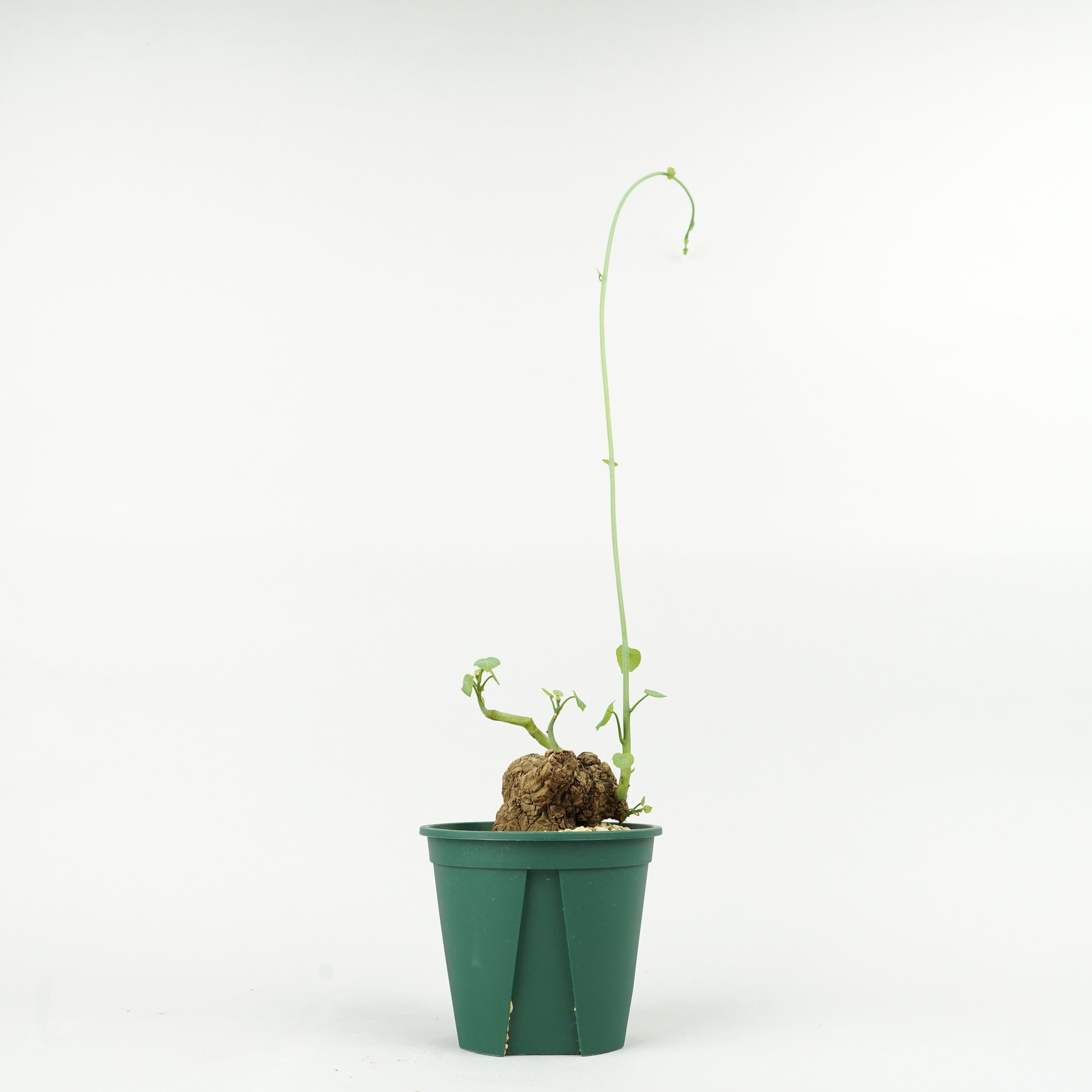 ハイビスカス：プチニクシー5号鉢植え の通販 | 園芸ネット