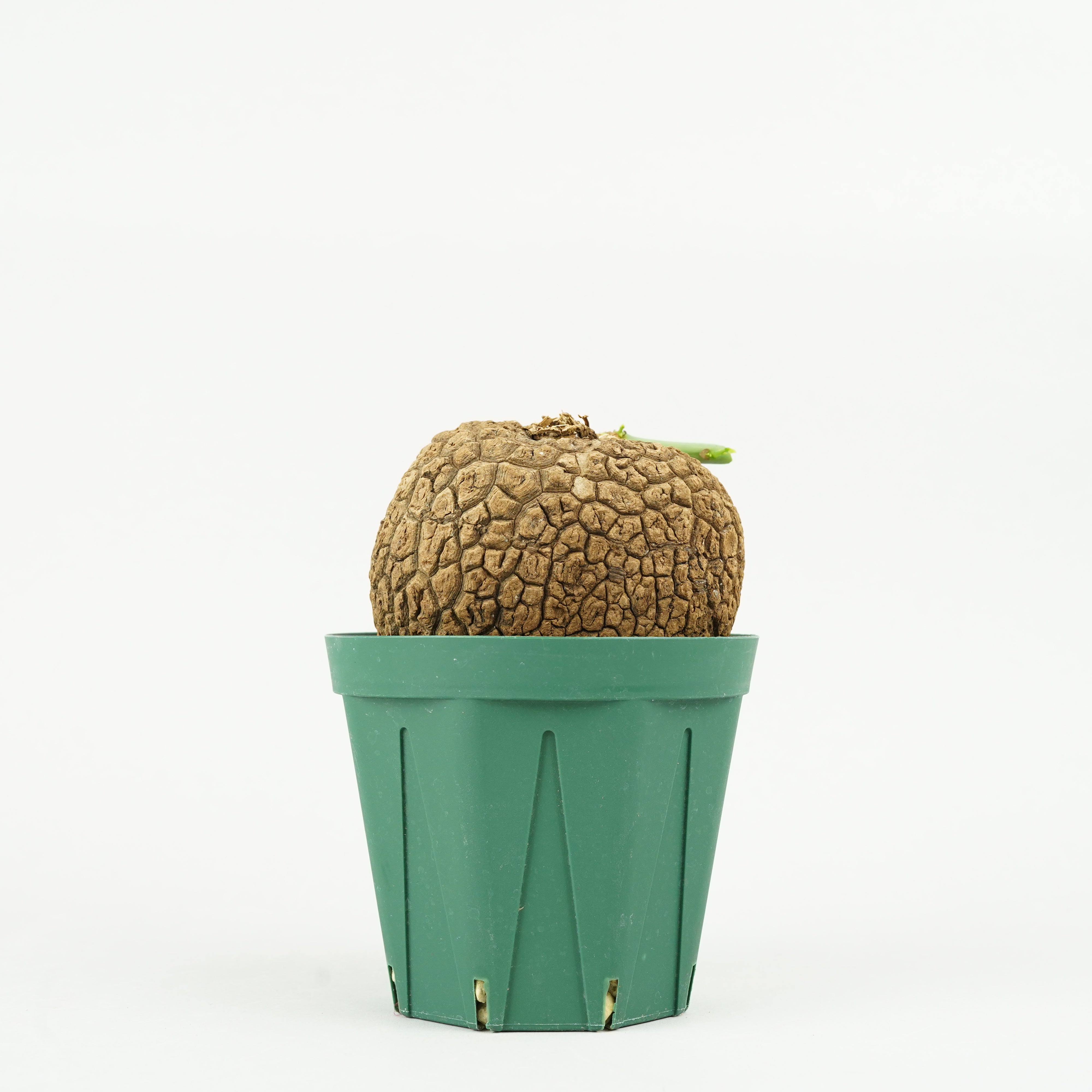 HACHI-8_Plants – Hachi-8