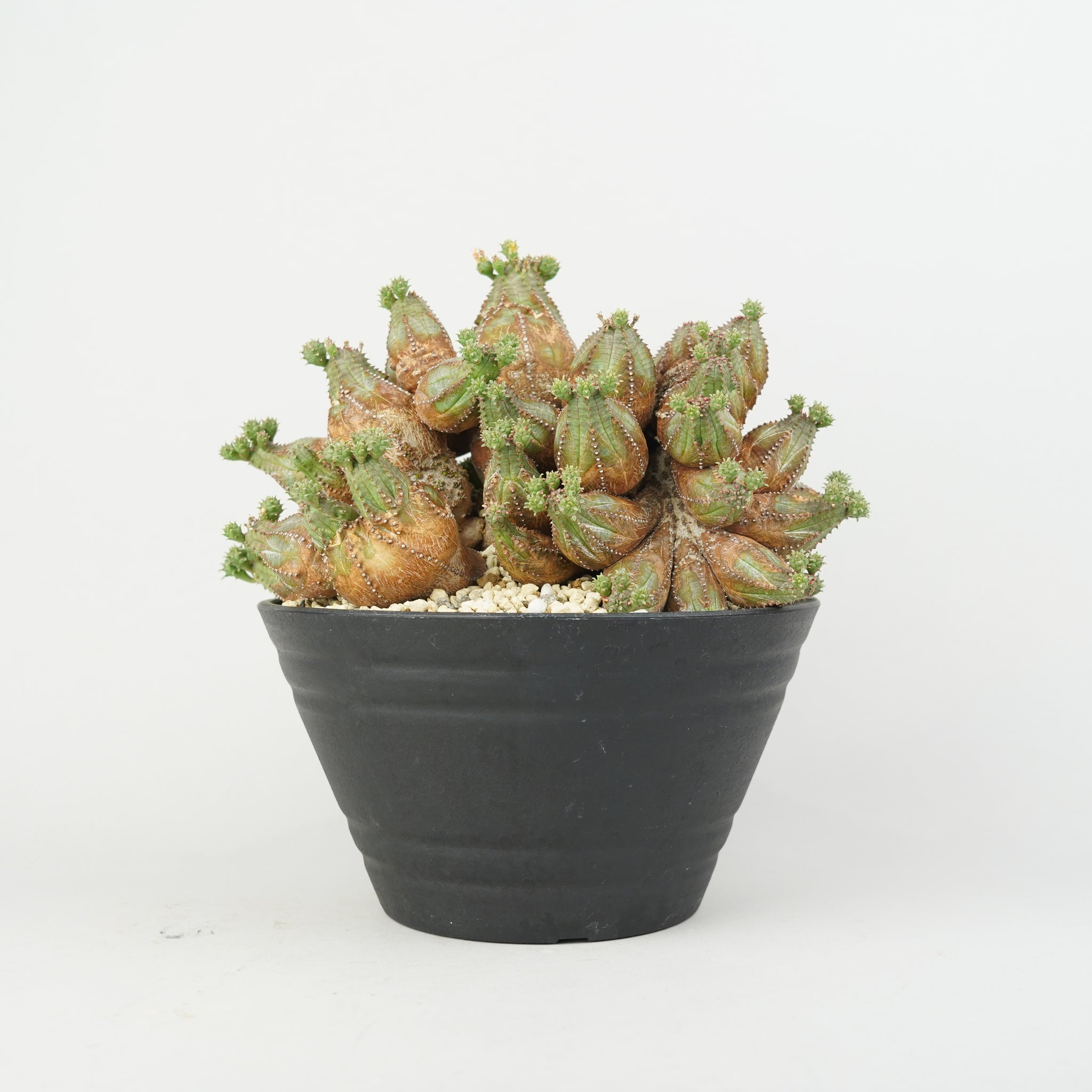 植物/ユーフォルビア/その他のユーフォルビア – – Hachi-8