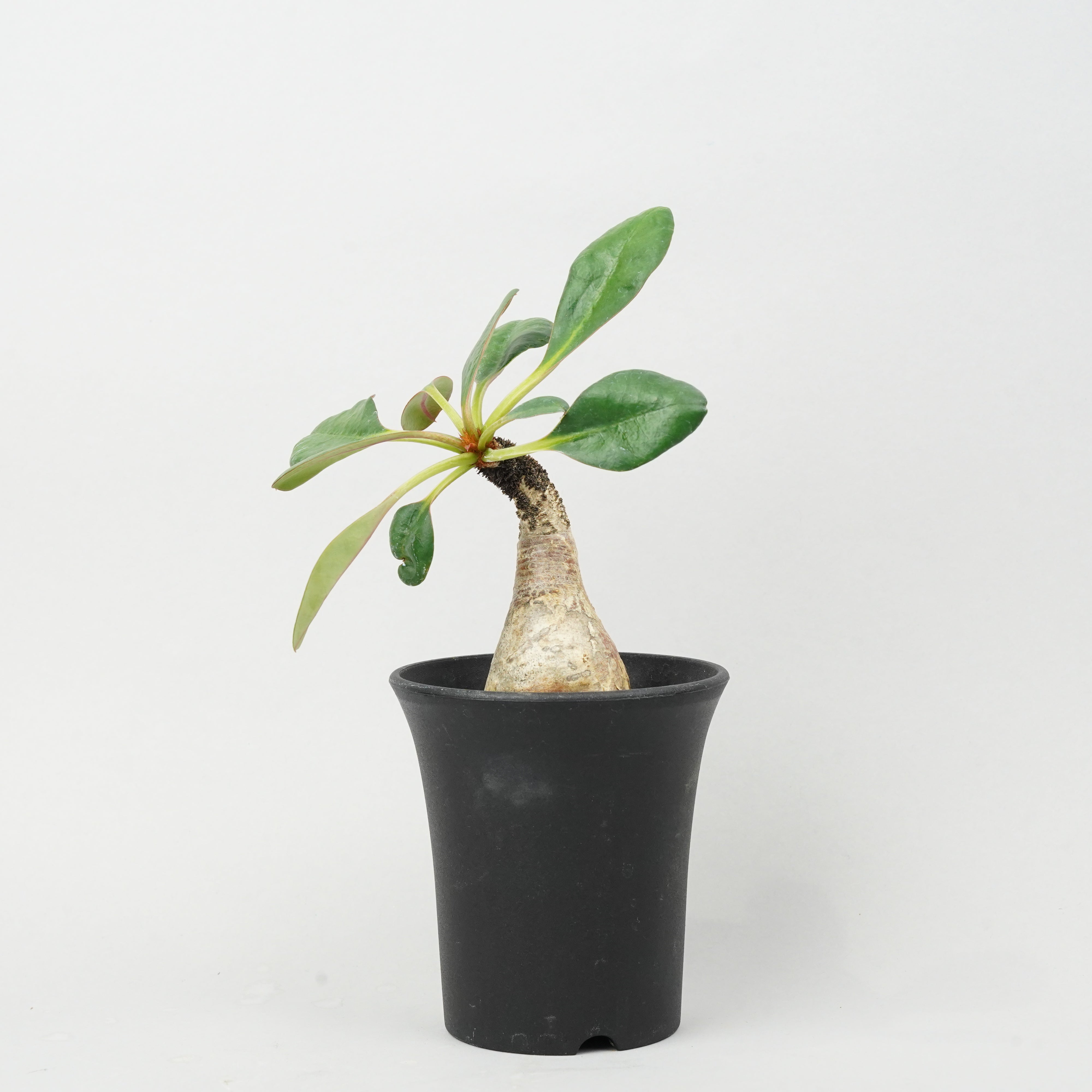 ユーフォルビア_その他 – Hachi-8