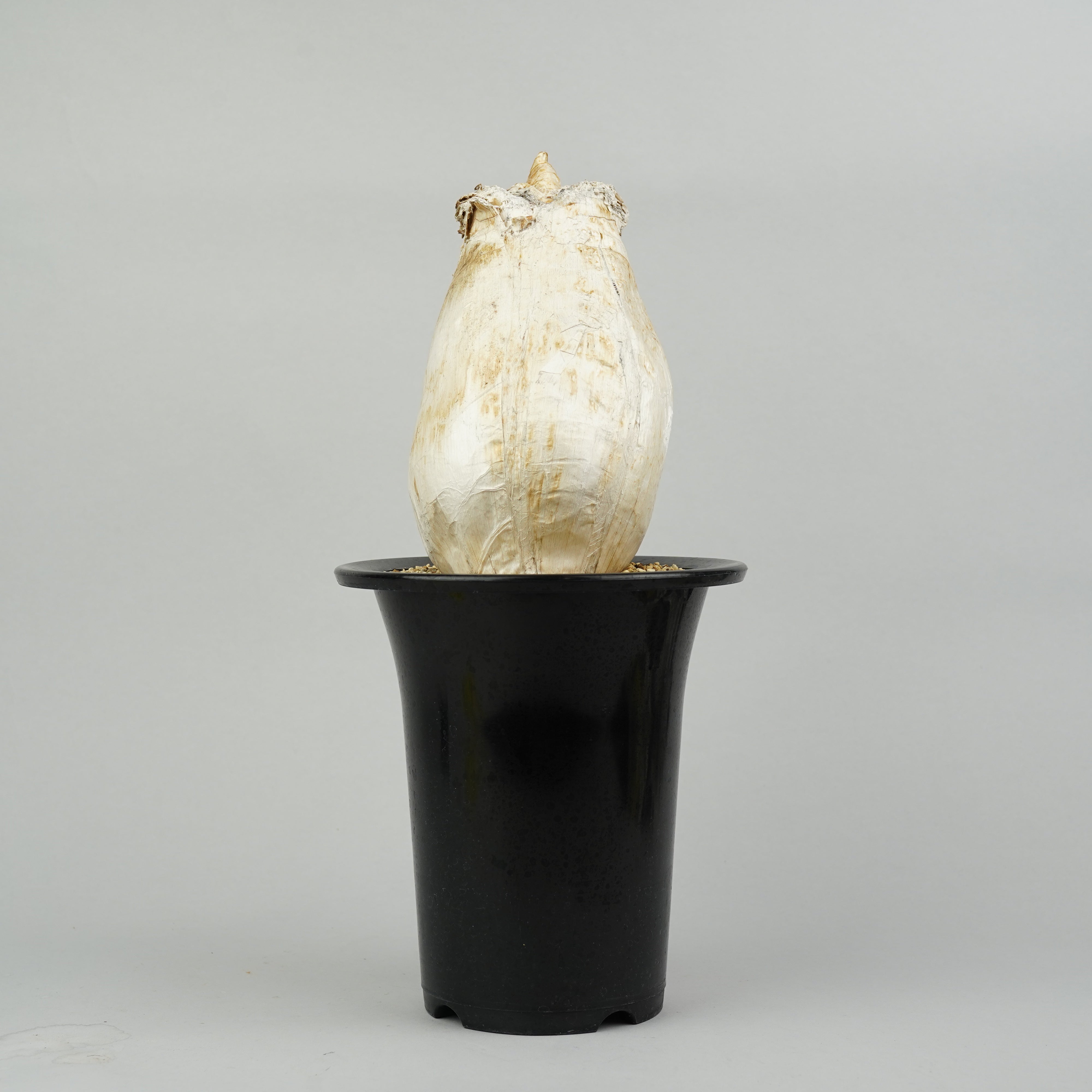 ScarFace様 鉢ごと ScarFace様 鉢ごと Amazon.co.jp: Abbott Collection Home 小型