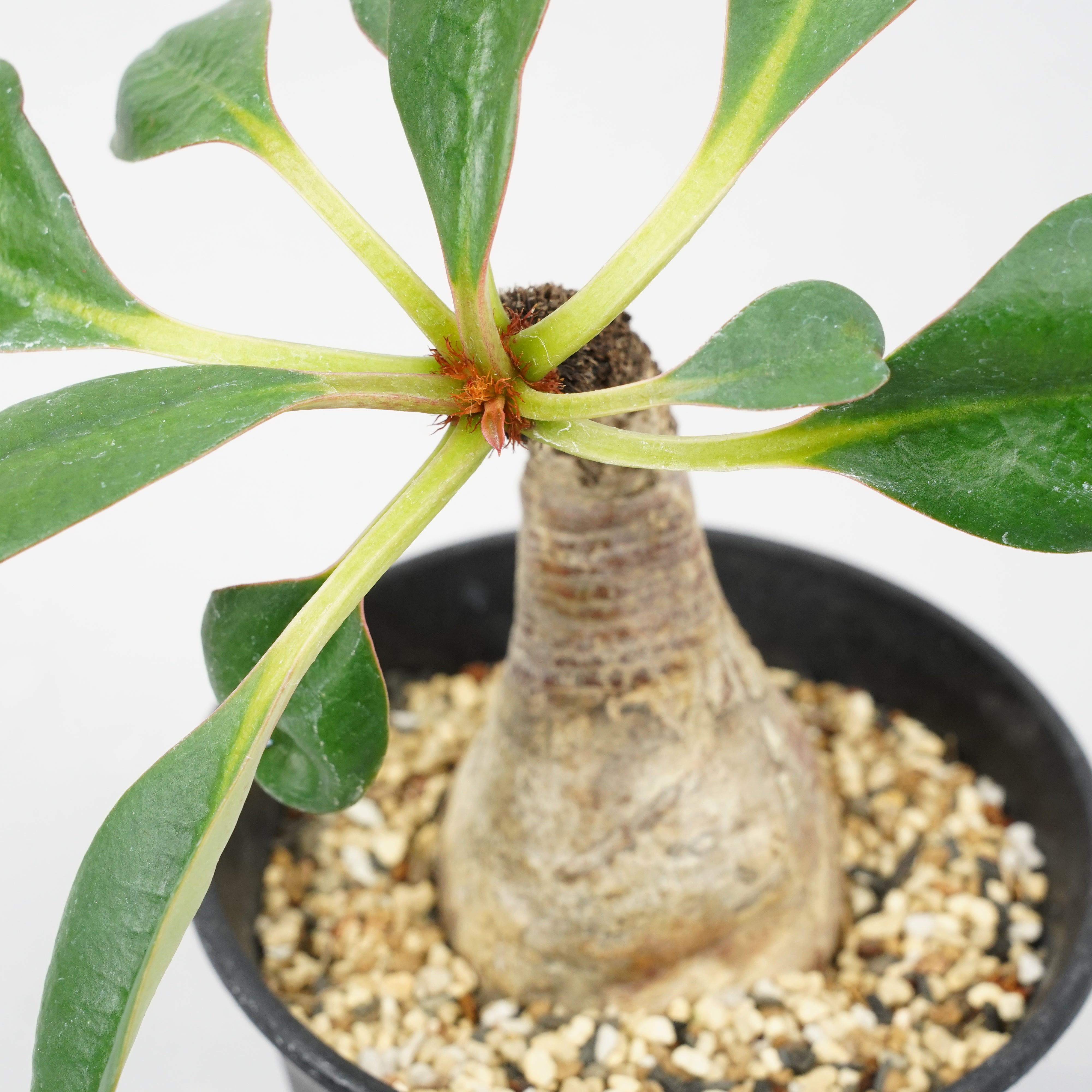 ユーフォルビア ラメナ 「Euphorbia ramena」 / EU99 – Hachi-8