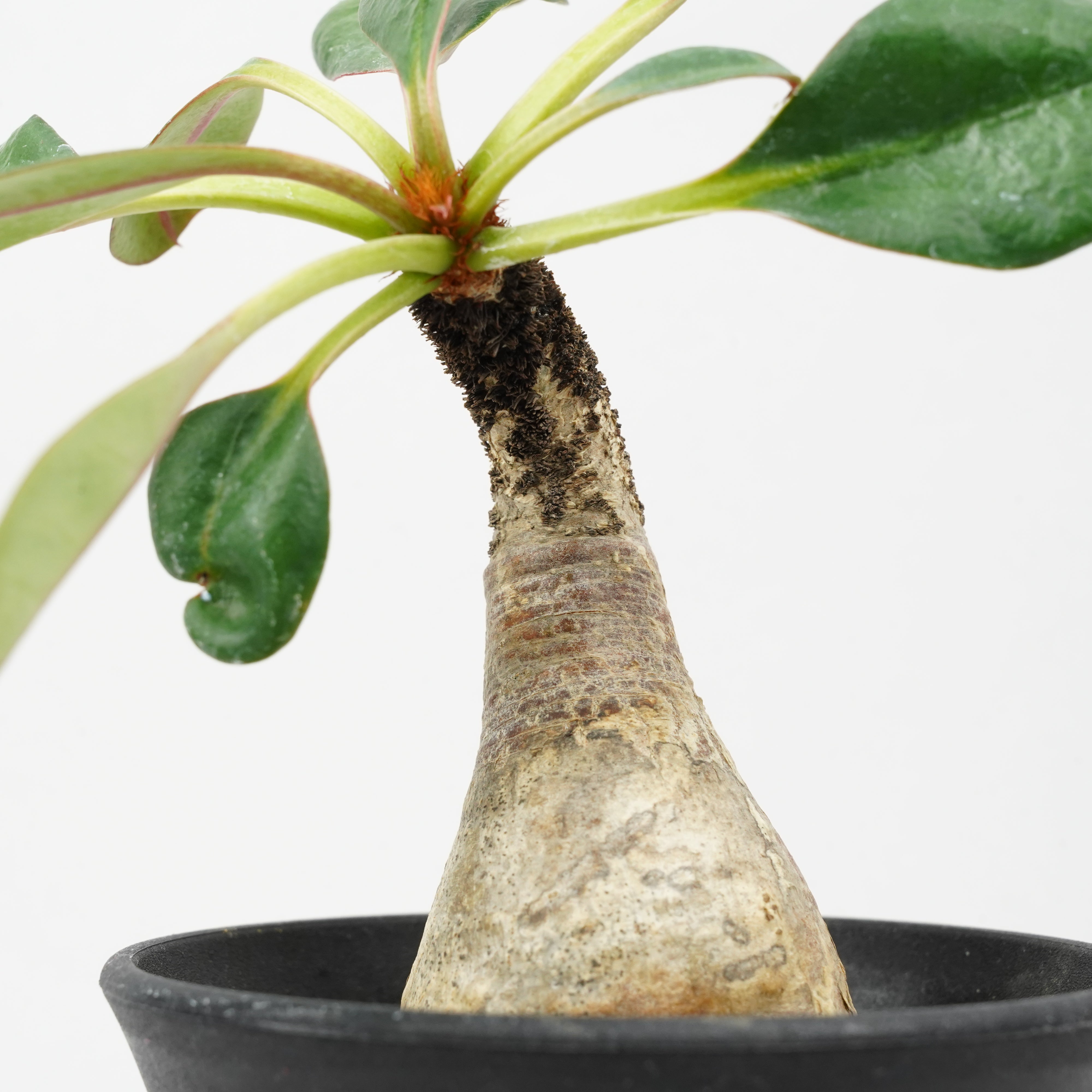 ユーフォルビア ラメナ 「Euphorbia ramena」 / EU99 – Hachi-8