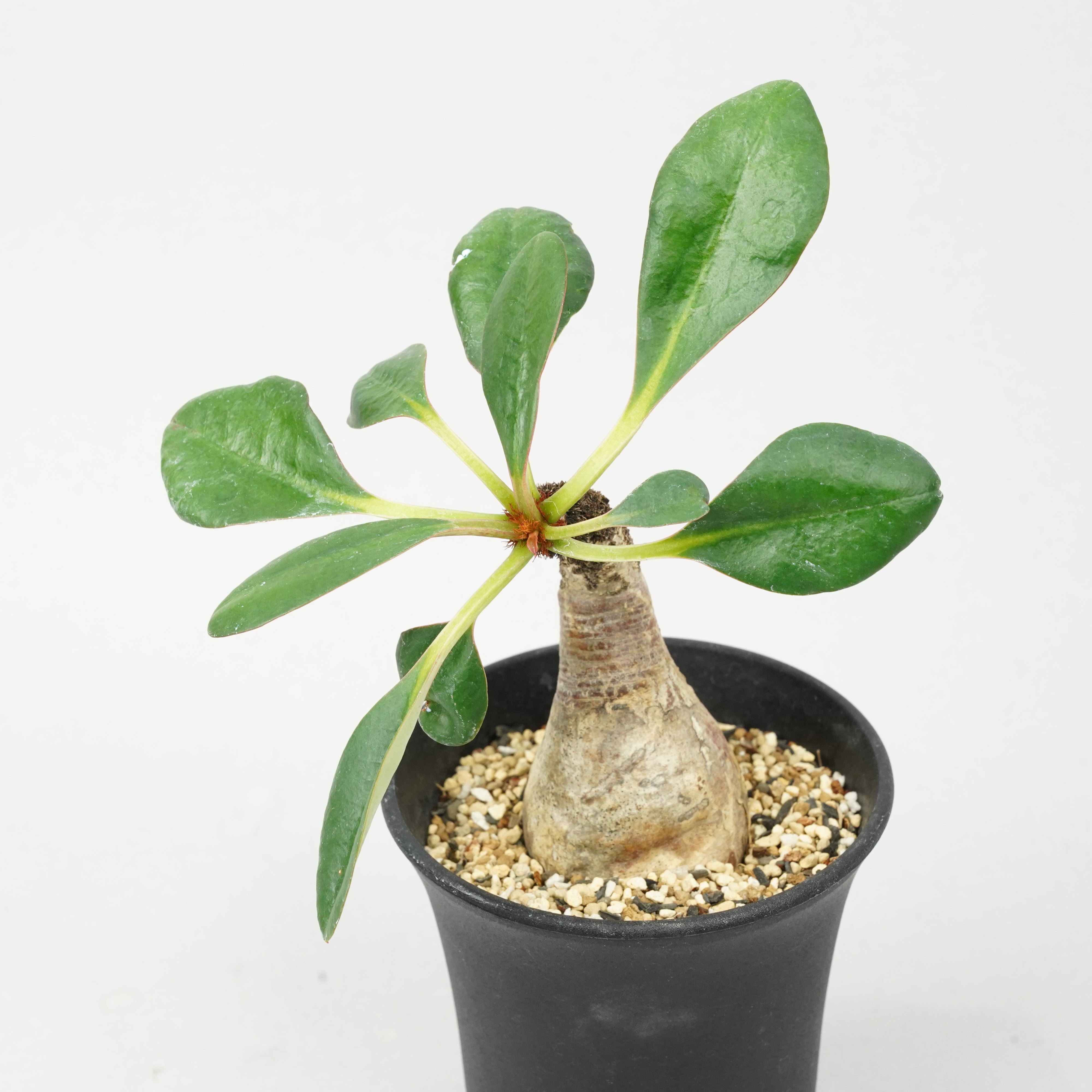 【希少】ユーフォルビア　ラメナ ユーフォルビア ラメナ 「Euphorbia ramena」 / EU99 – Hachi-8