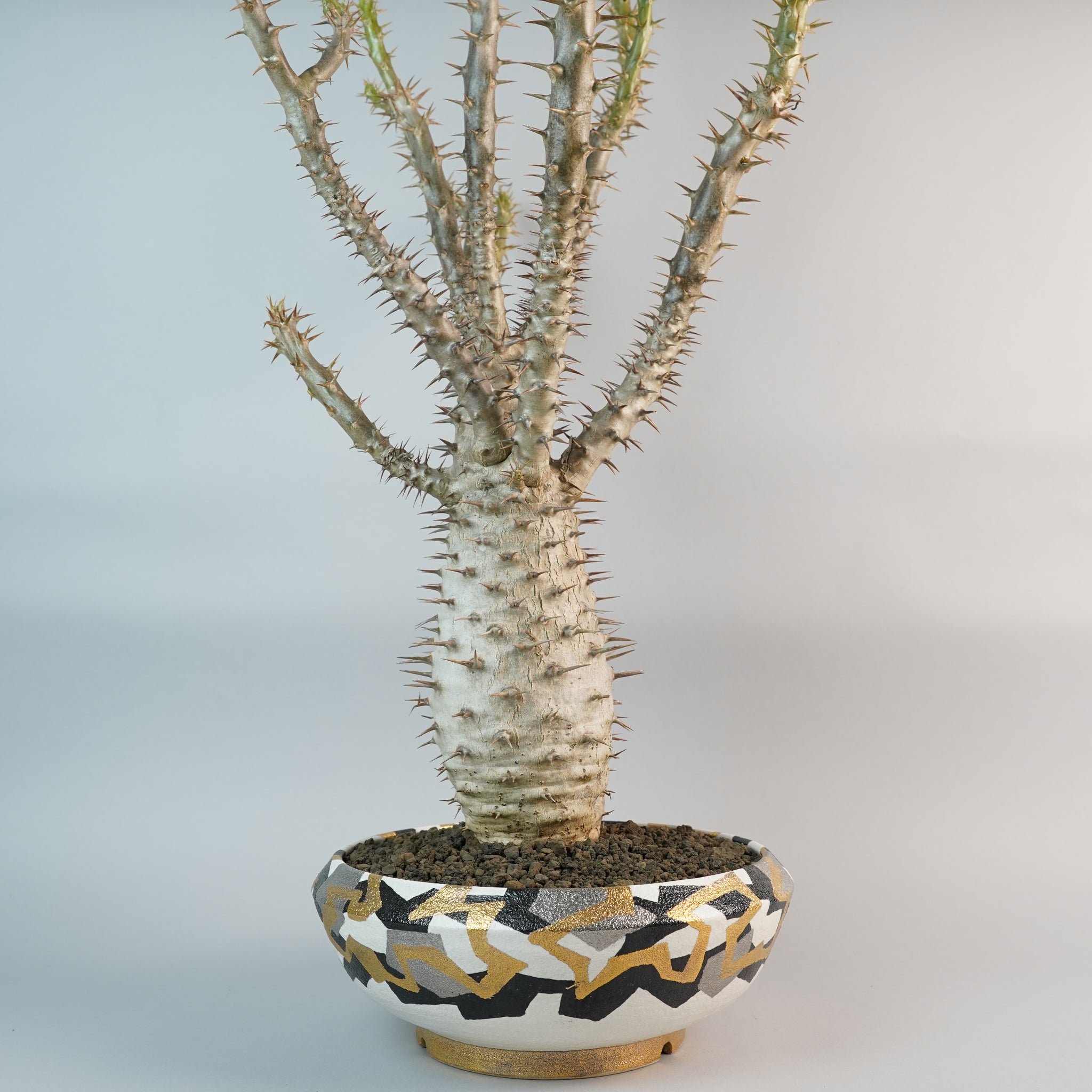 パキポディウム アンボンゲンセ Pachypodium ambongense/PA0039＋ 鉢1kKE124
