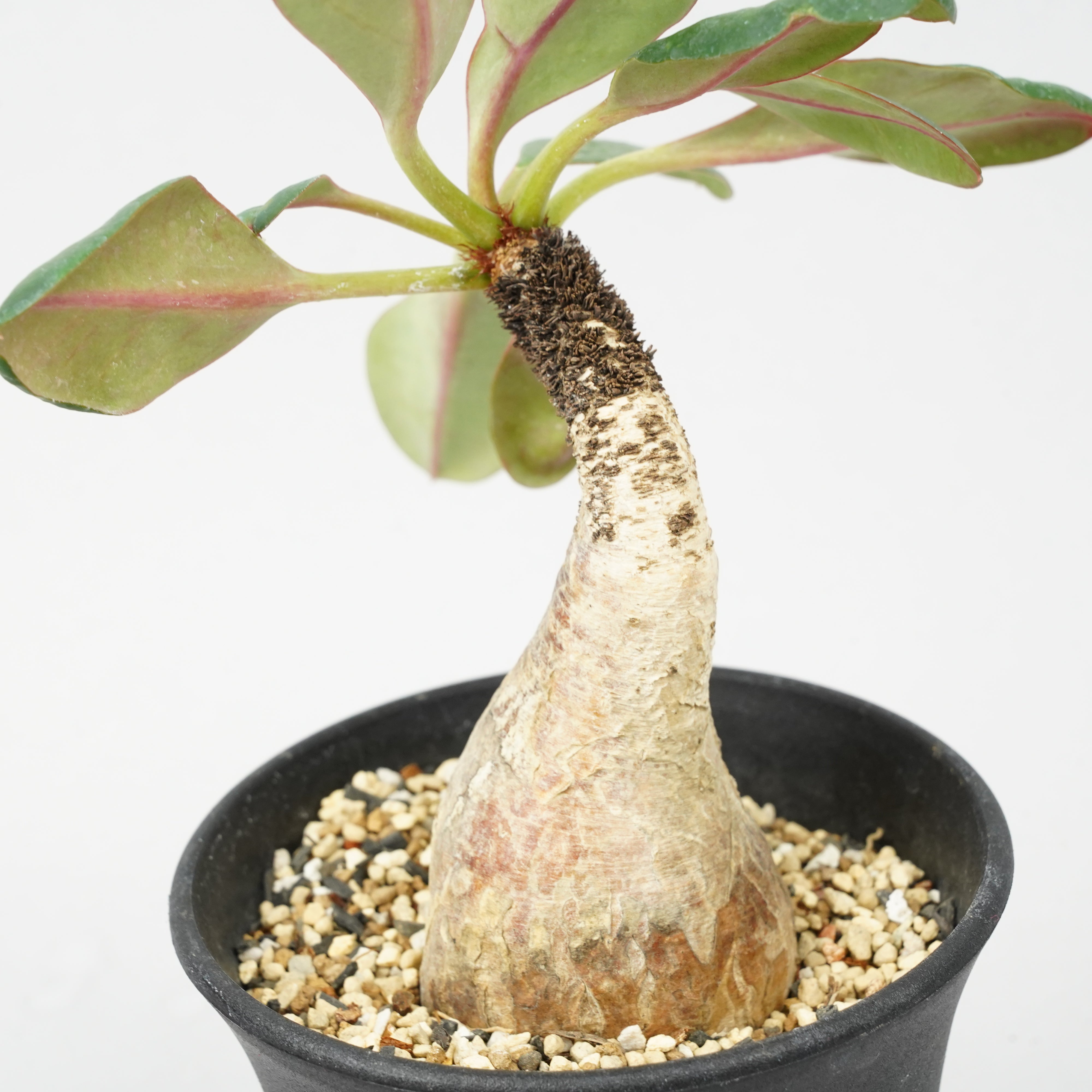 ユーフォルビア ラメナ 「Euphorbia ramena」 / EU99 – Hachi-8