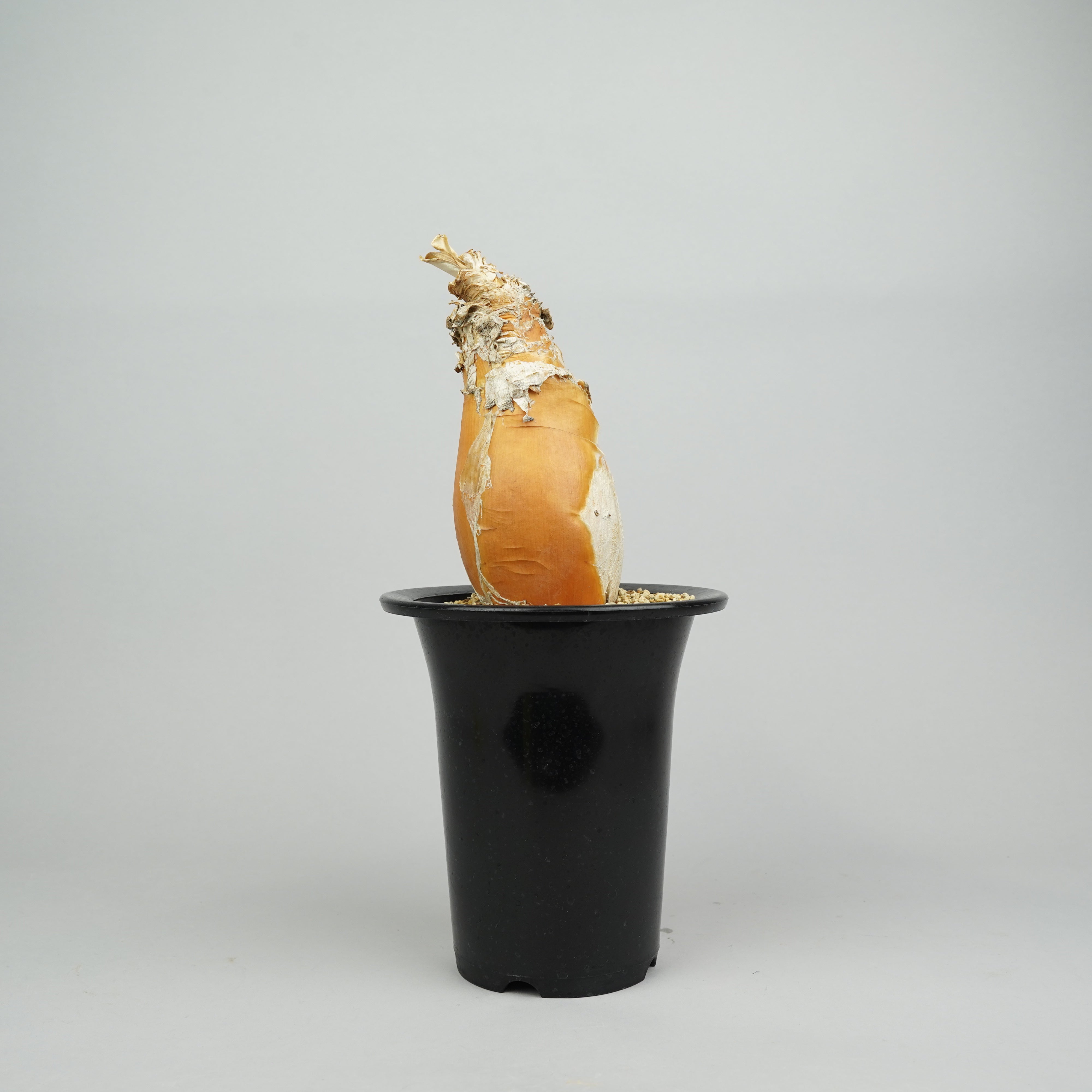 全てのプロダクト – Hachi-8