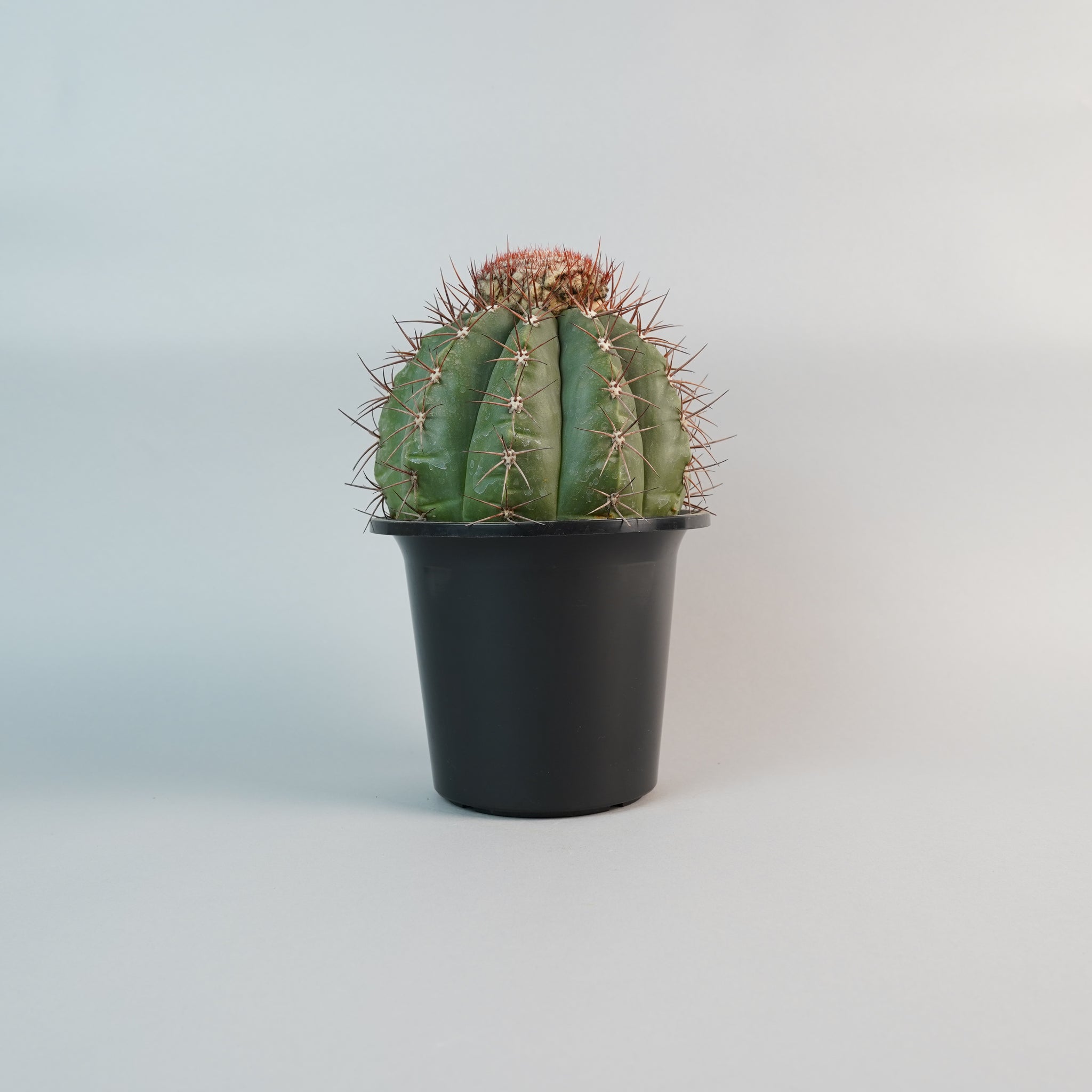 メロカクタス SP Melocactus SP/CA0137