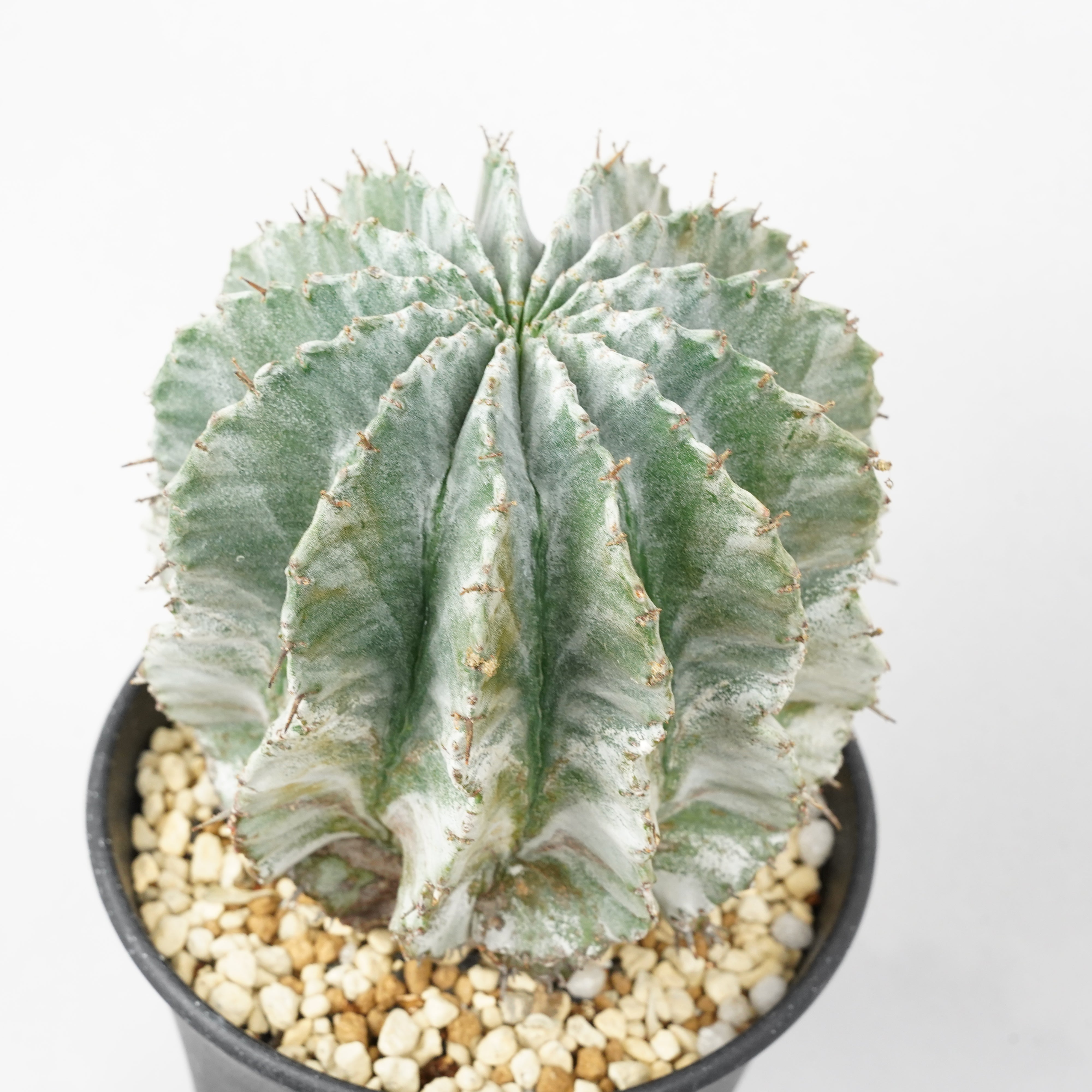 hiroshi nomura | Euphorbia horrida. ユーフォルビア ホリダ