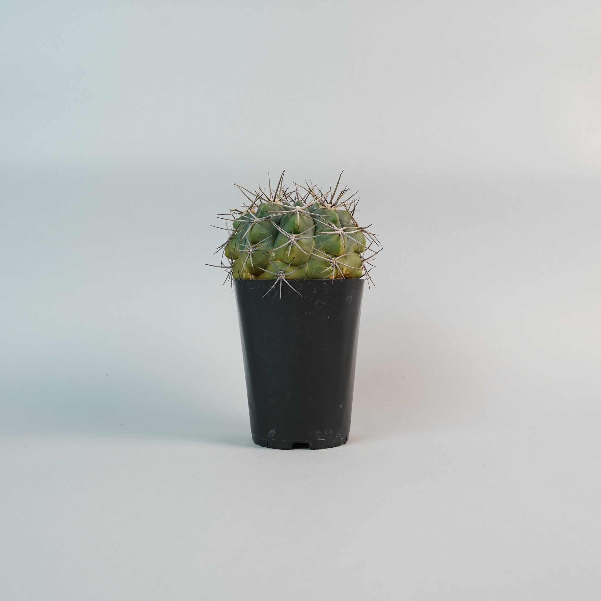 ギムノカリキウム 紅蛇丸 Gymnocalycium/CA0131