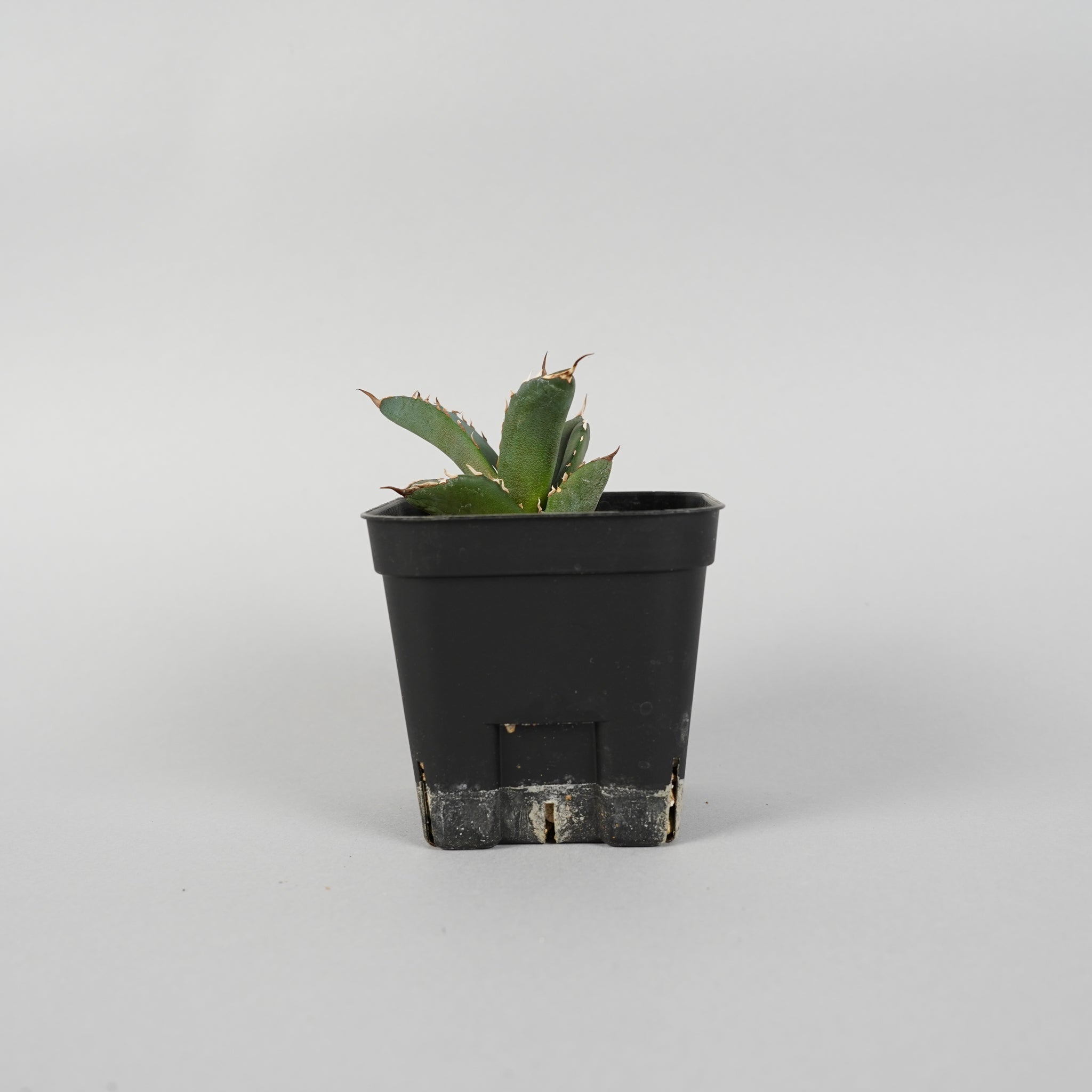 アガベ チタノタ 白火焔 Agave titanota white fire/AG0001