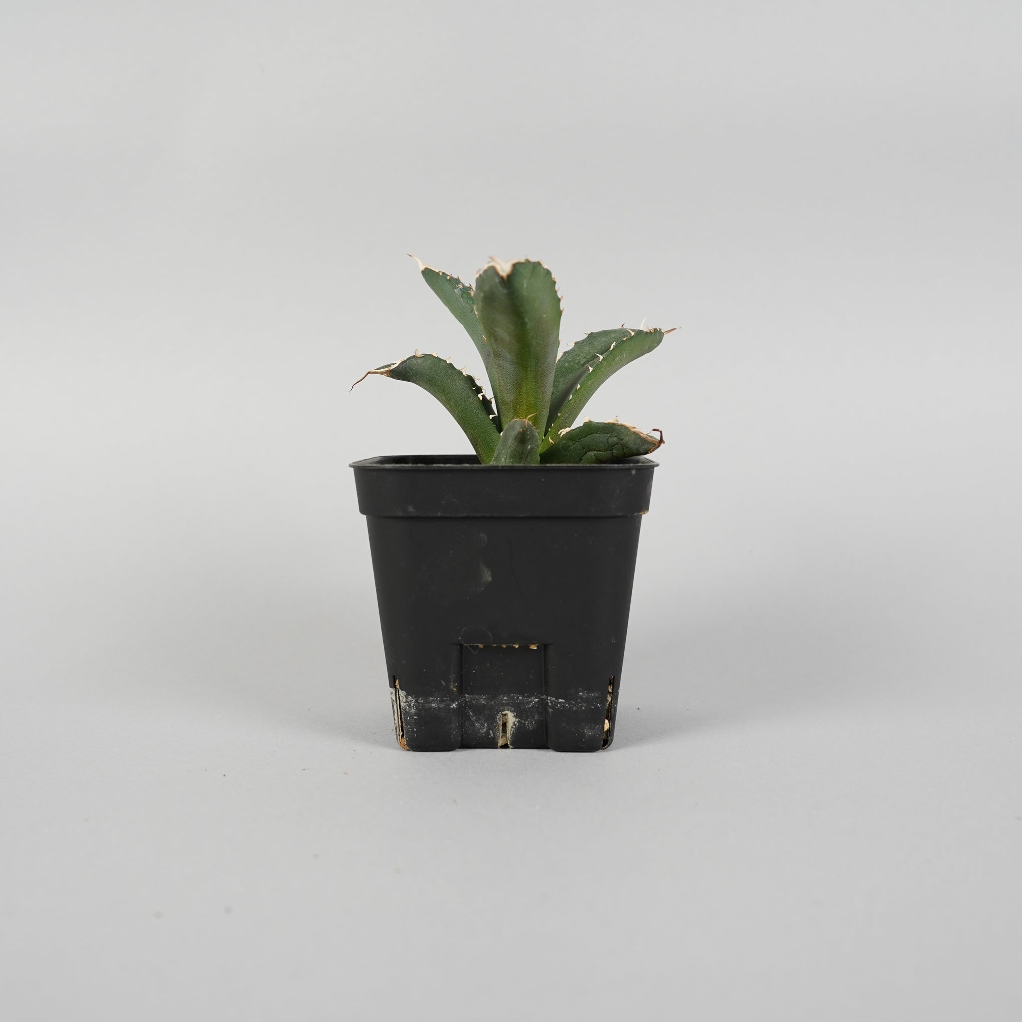 アガベ チタノタ 白火焔 Agave titanota white fire/AG0002