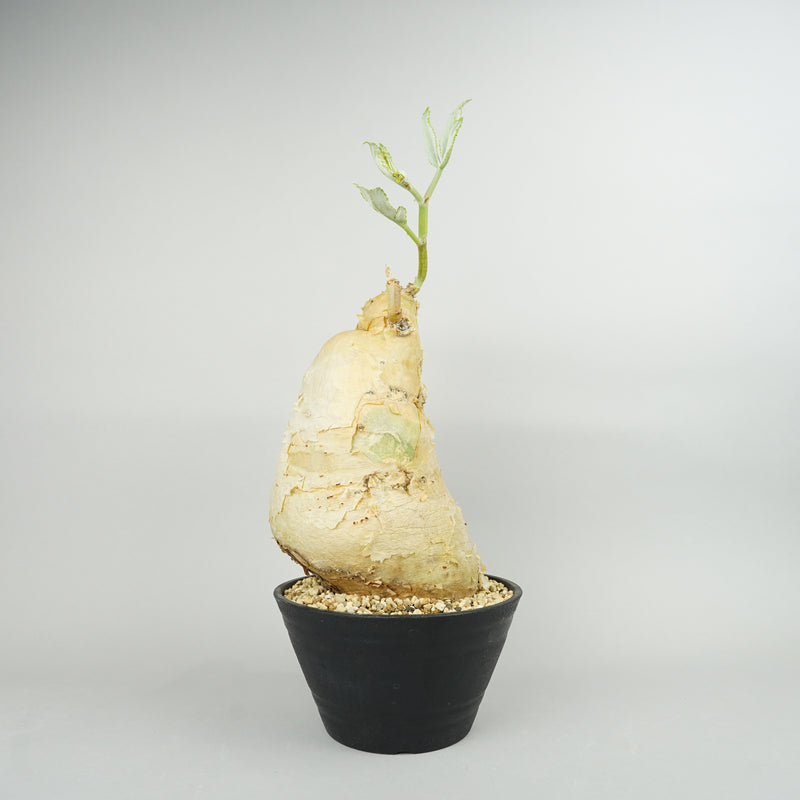 キフォステンマ・セイチアナ 「Cyphostemma сеchianum」/ET1069