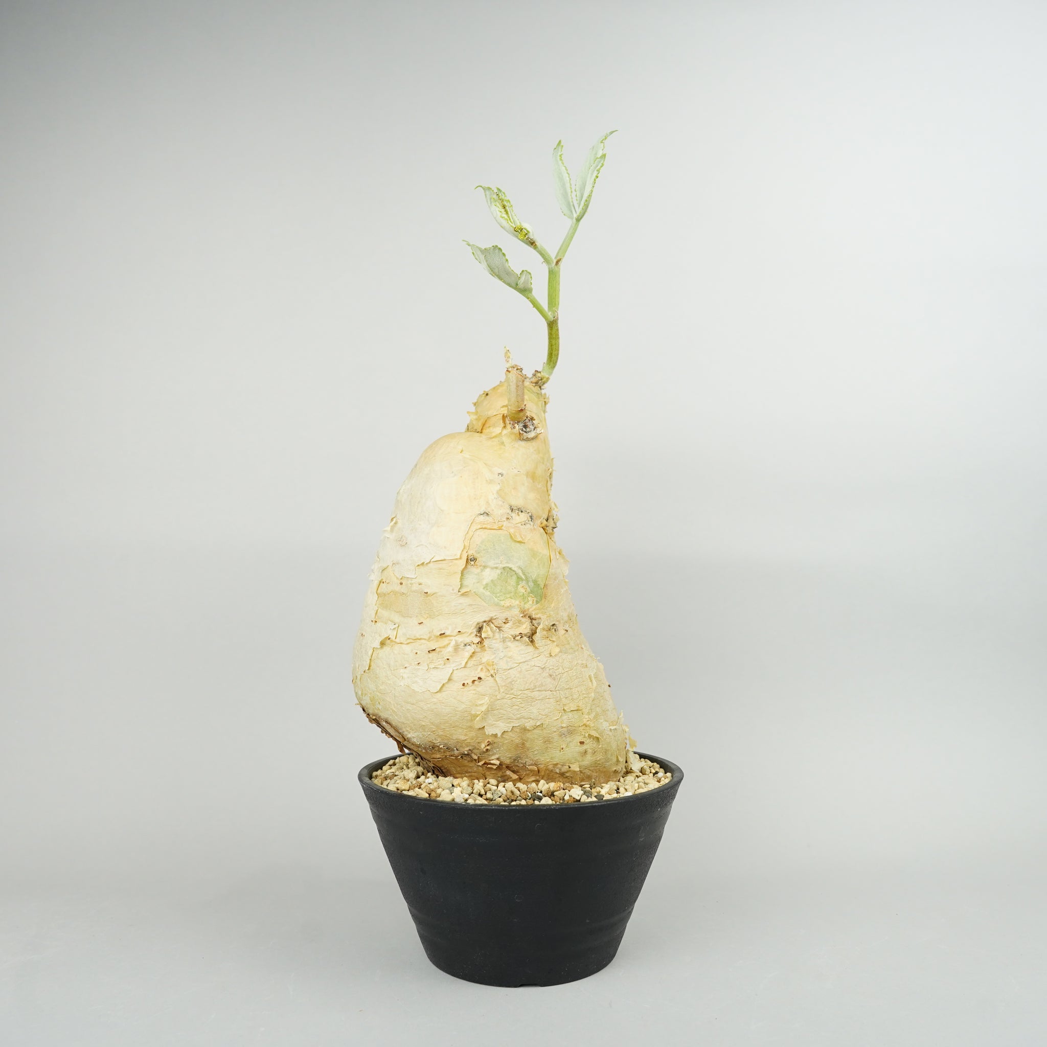 キフォステンマ・セイチアナ 「Cyphostemma сеchianum」/ET1069