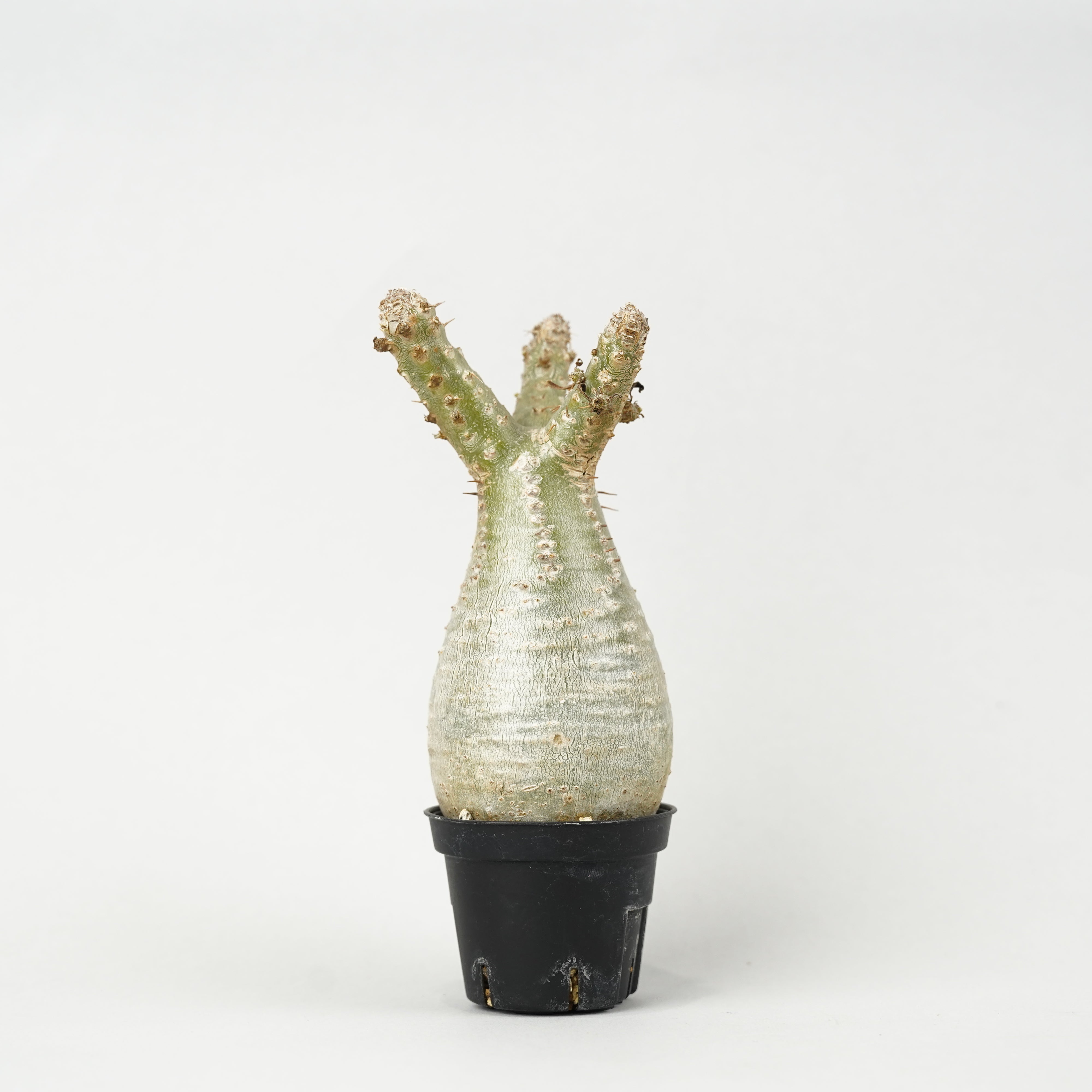 グラキリス – Hachi-8