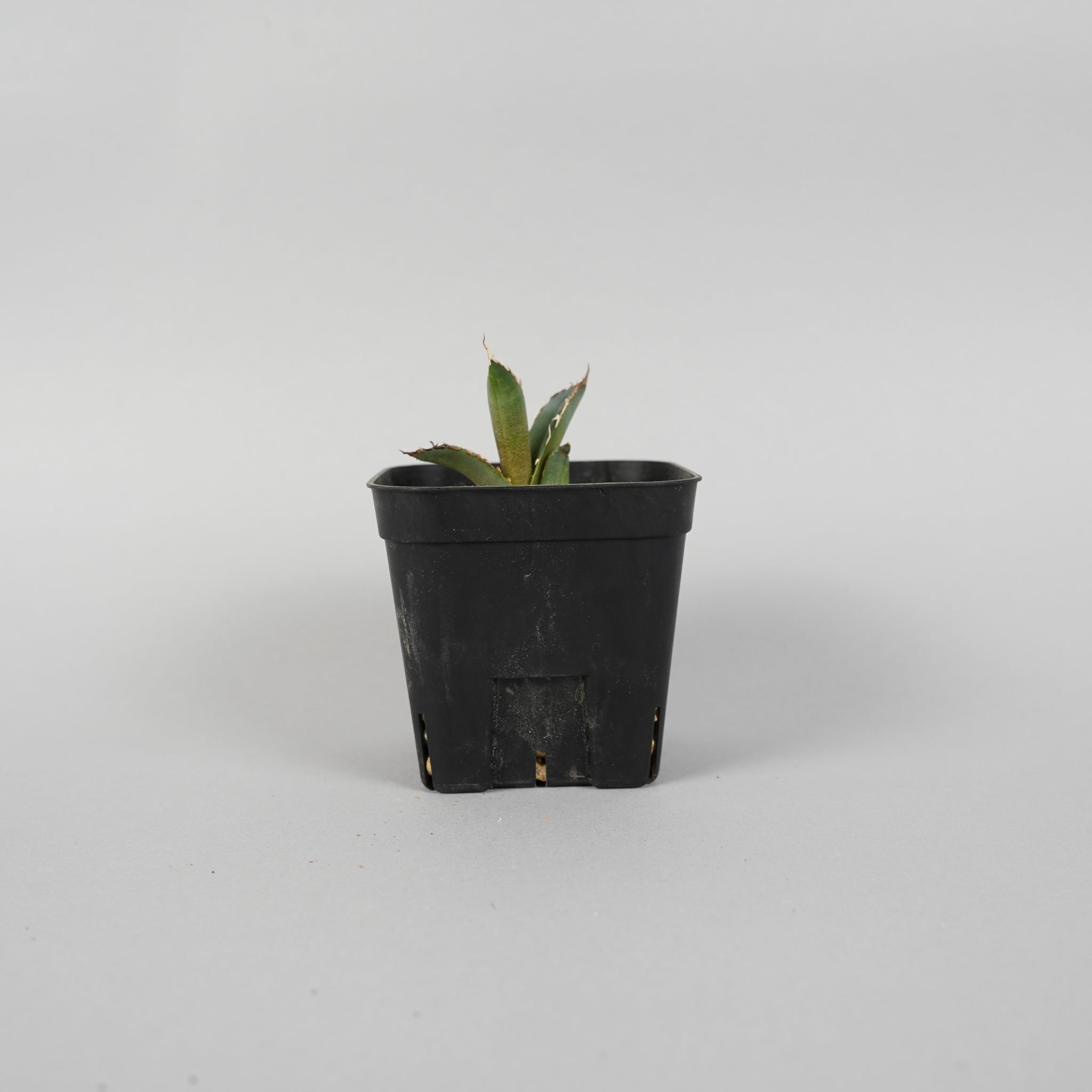 アガベ チタノタ 羽毛 Agave titanota feather/AG0003