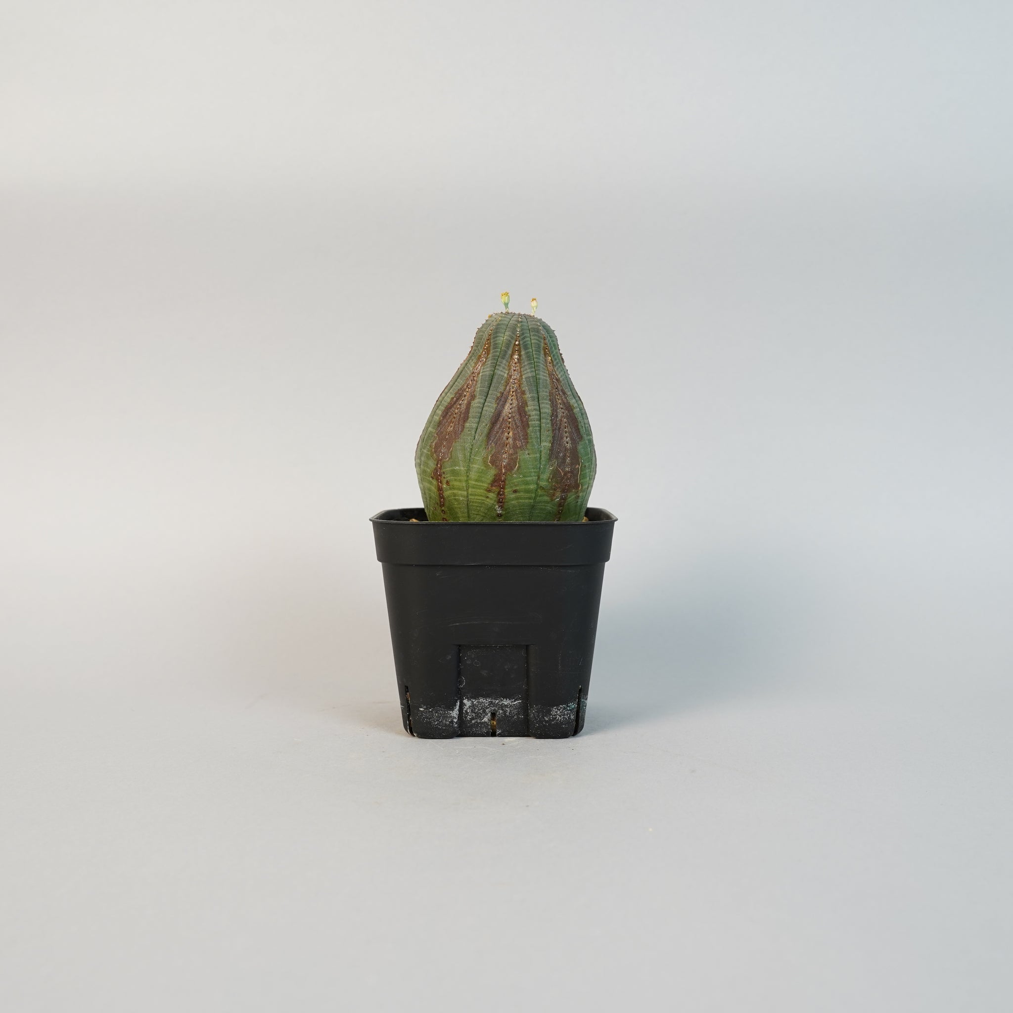 ユーフォルビア オベサ オス Euphorbia obesa/EU0007