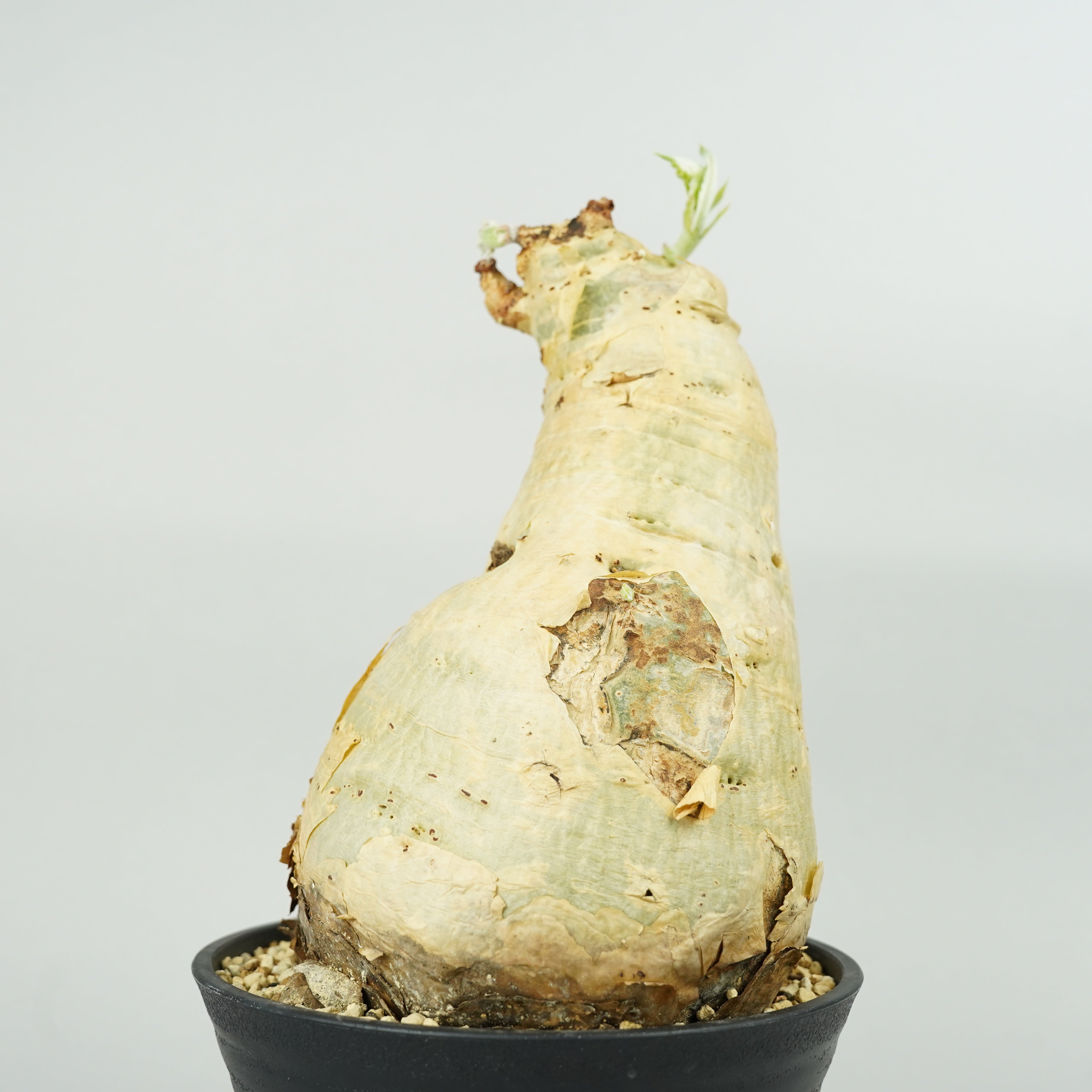 キフォステンマ・セイチアナ 「Cyphostemma сеchianum」/ET1065 – Hachi-8