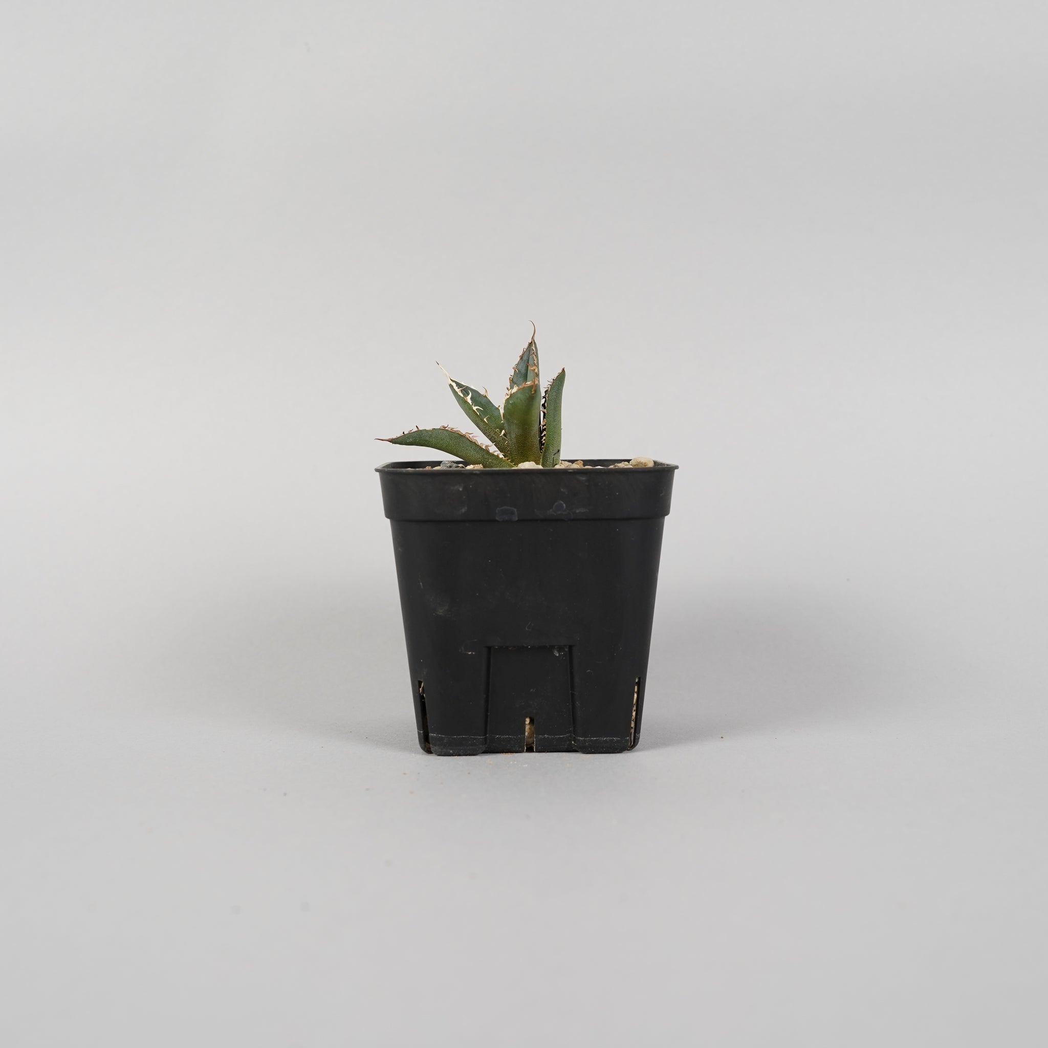 アガベ チタノタ 羽毛Agave titanota feather/AG0004