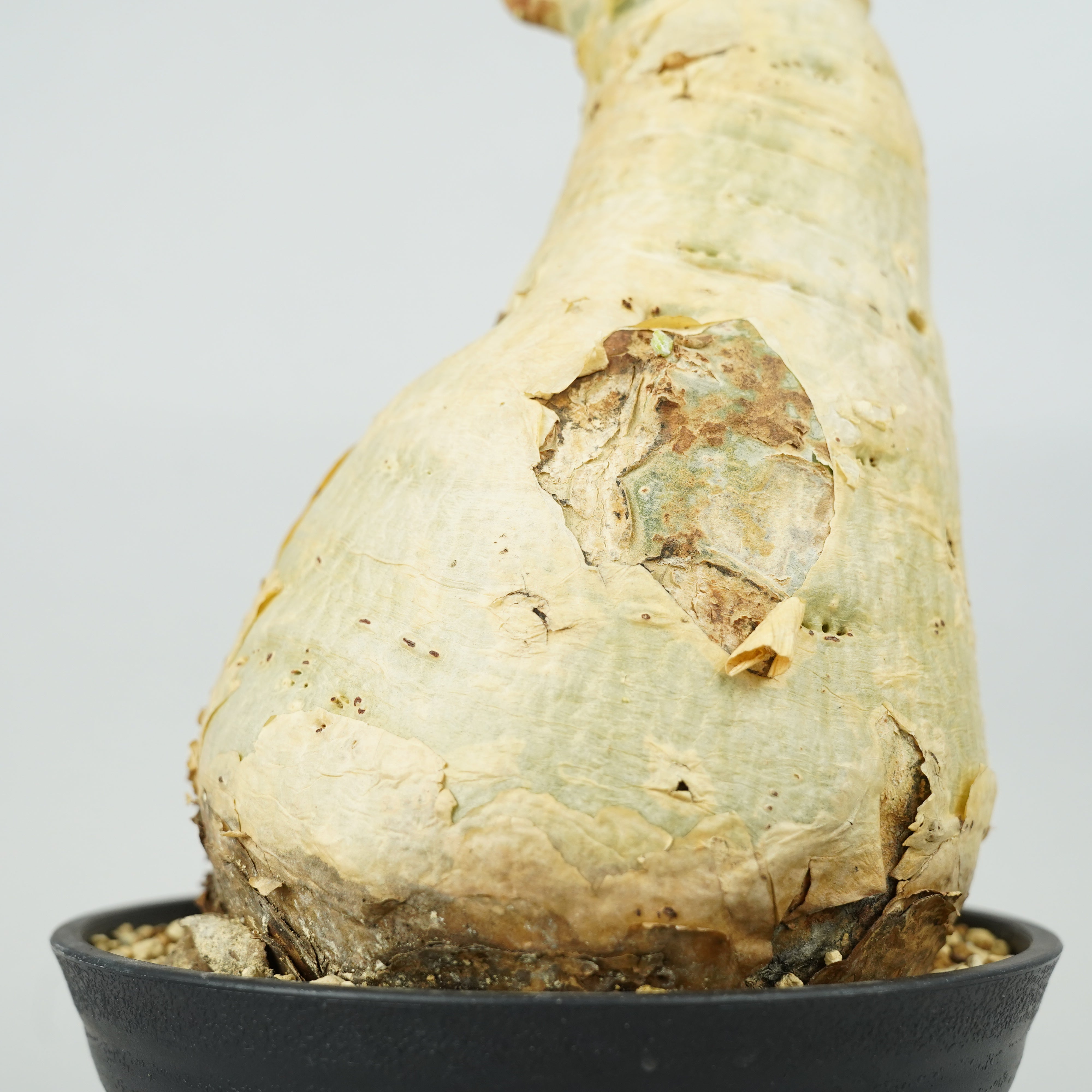 キフォステンマ　セイチアナ キフォステンマ・セイチアナ 「Cyphostemma сеchianum」/ET1065 – Hachi-8