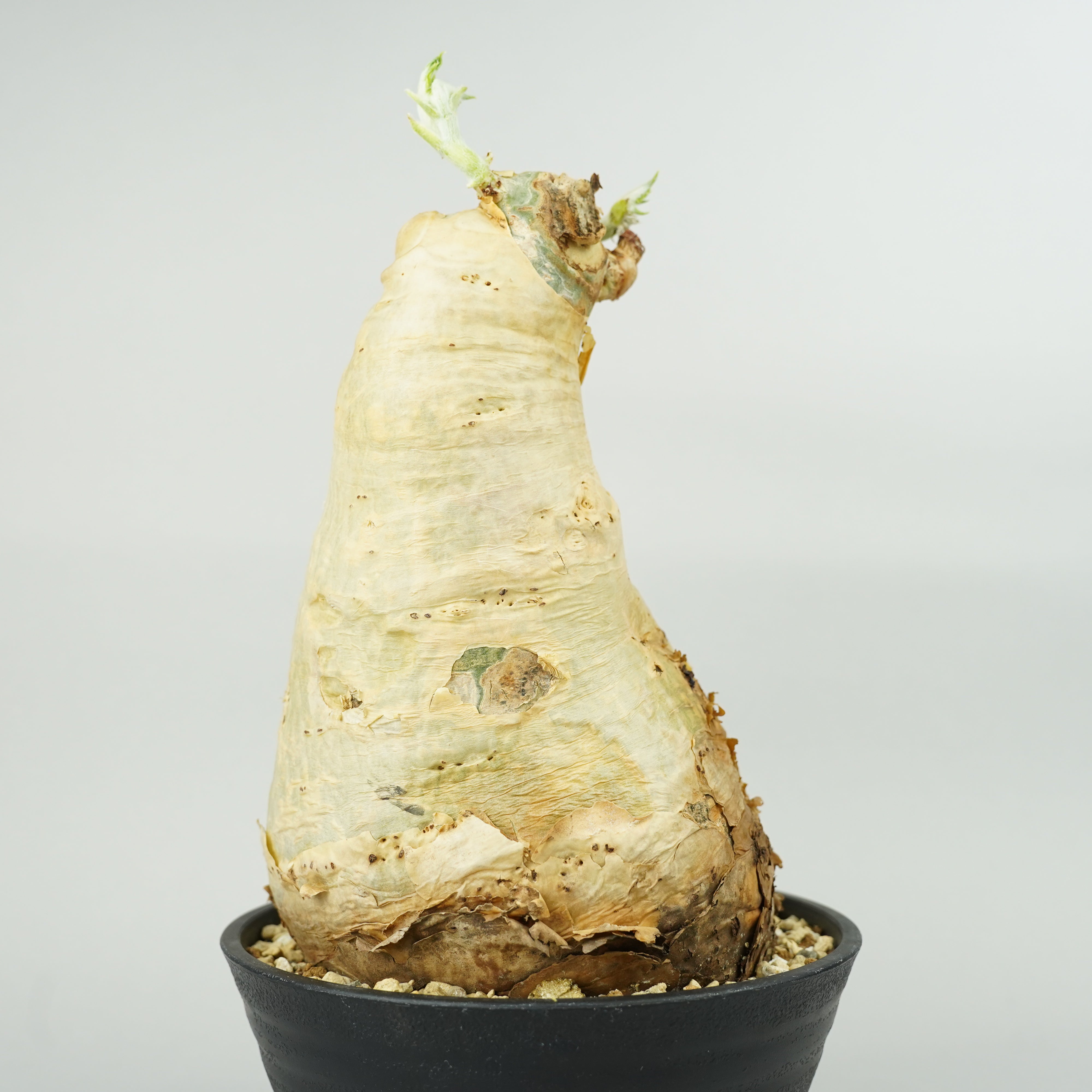 キフォステンマ　セイチアナ キフォステンマ・セイチアナ 「Cyphostemma сеchianum」/ET1065 – Hachi-8