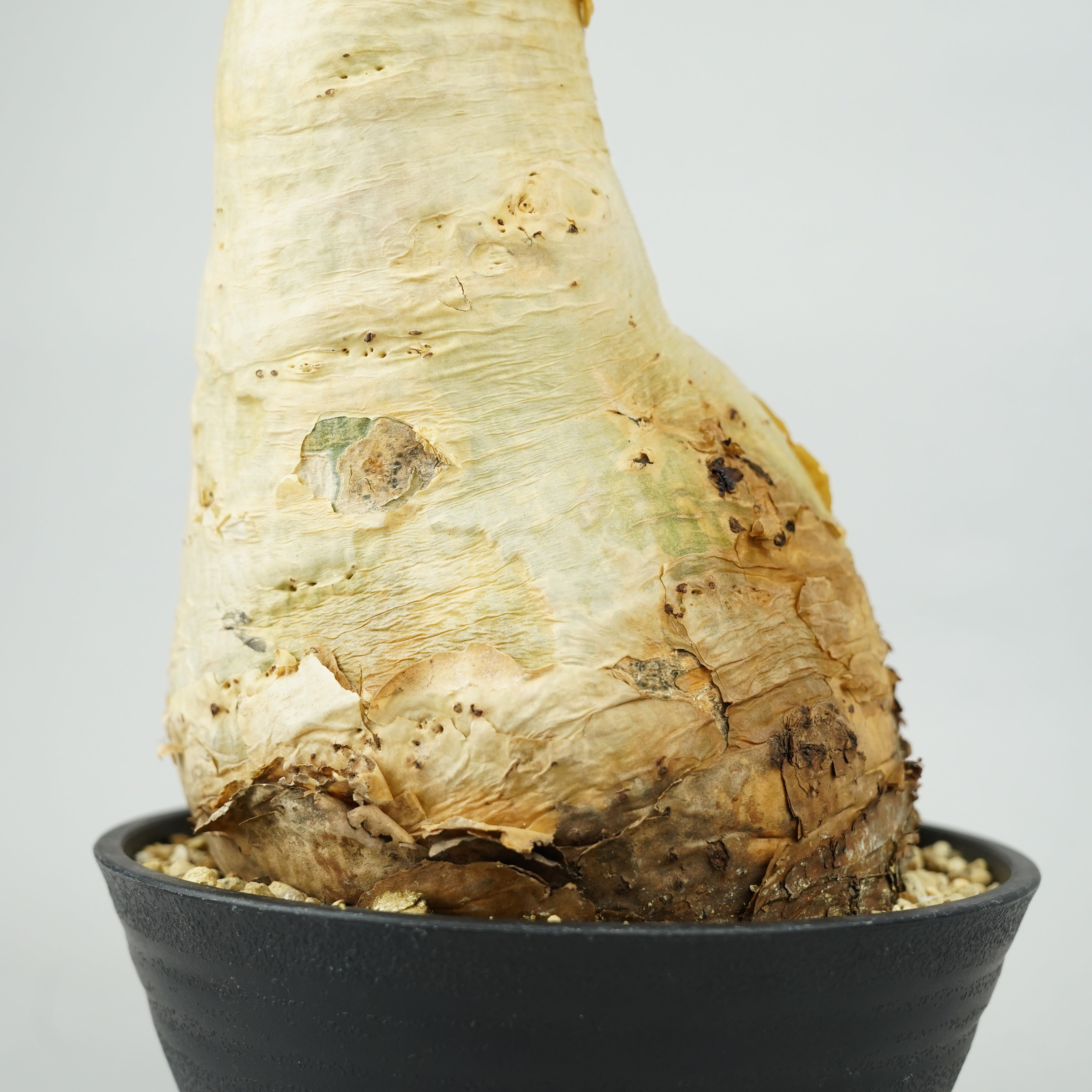 キフォステンマ　セイチアナ キフォステンマ・セイチアナ 「Cyphostemma сеchianum」/ET1065 – Hachi-8